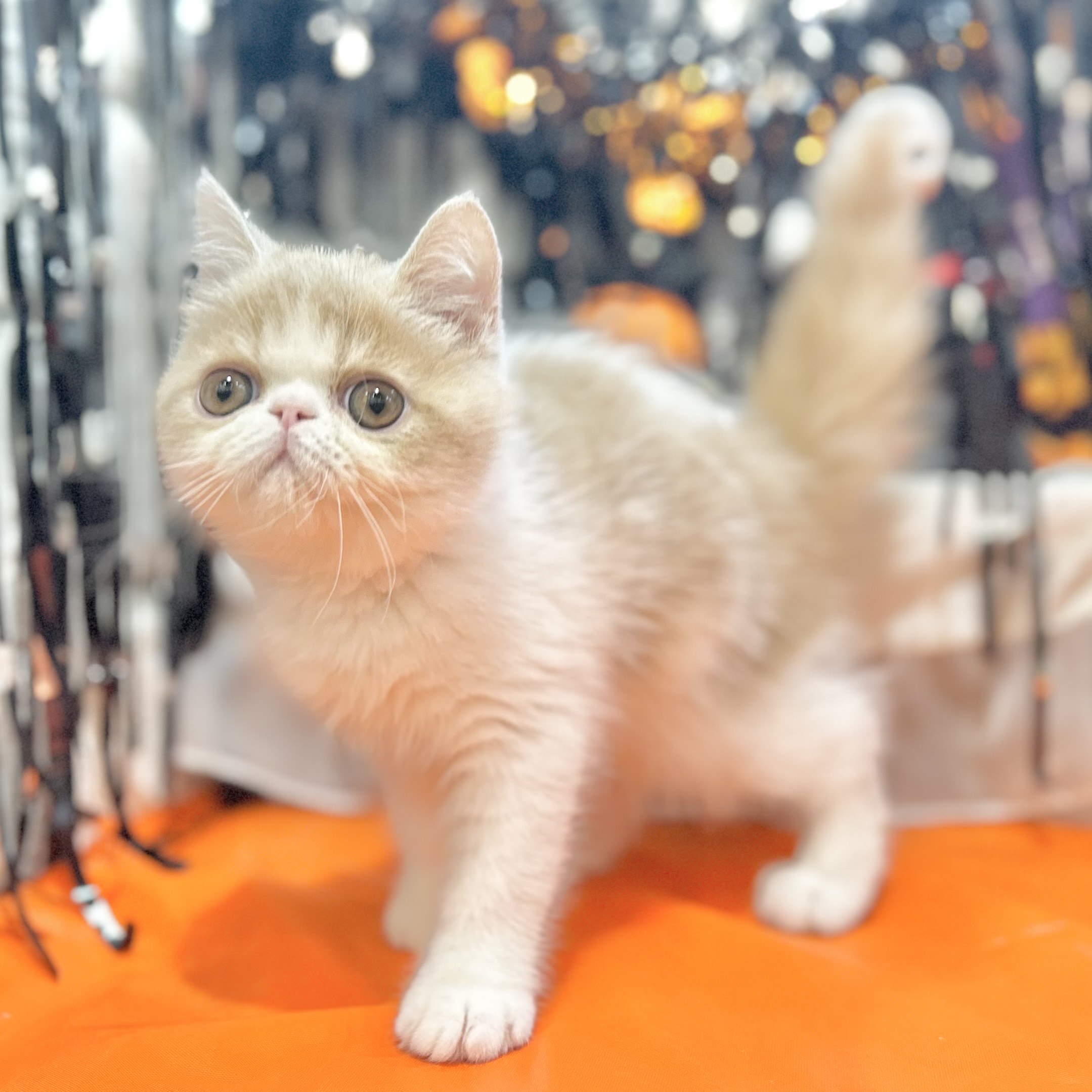 岡山県のエキゾチック (犬の家＆猫の里倉敷店/2025年8月3日生まれ/男の子/クリームタビーホワイト)の子猫の3枚目の画像