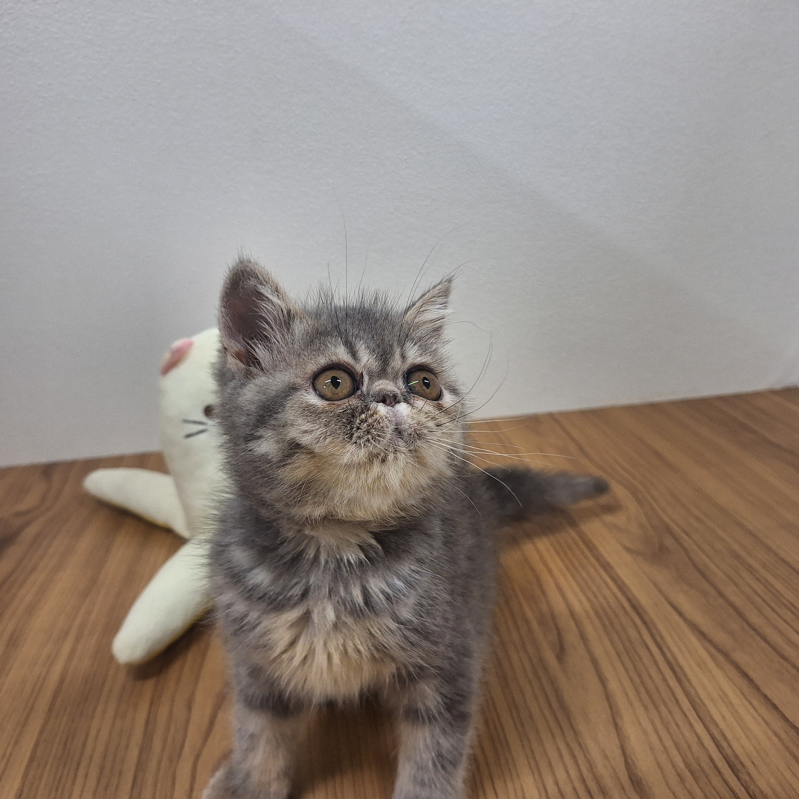 福岡県のエキゾチック (犬の家＆猫の里トリアス久山店/2025年7月10日生まれ/女の子/ブルーパッチドタビー)の子猫の3枚目の画像