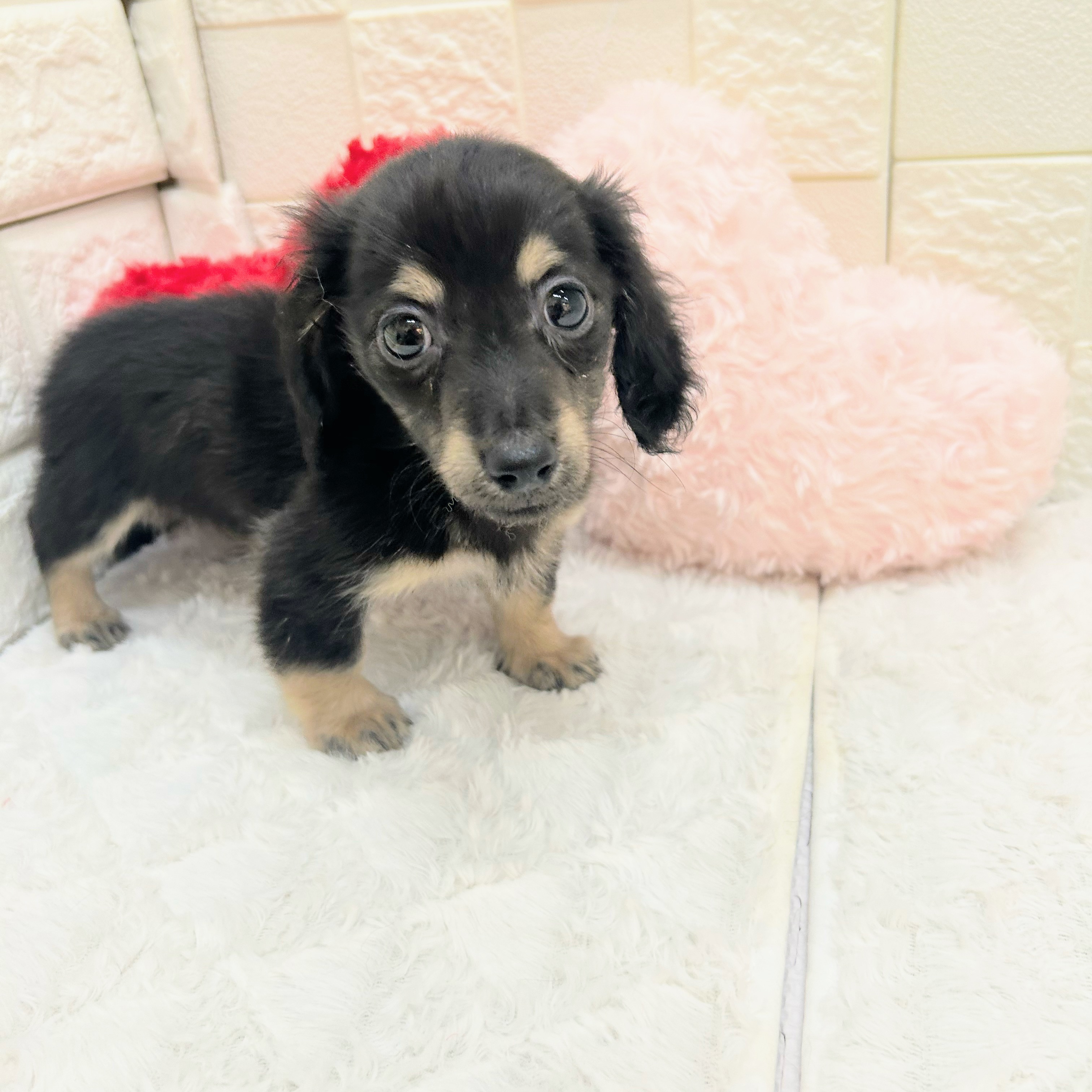 愛知県のカニンヘンダックスフンド(ロング) (犬の家＆猫の里アミーゴ神の倉店/2026年4月16日生まれ/男の子/ブラックタン)の子犬の3枚目の画像