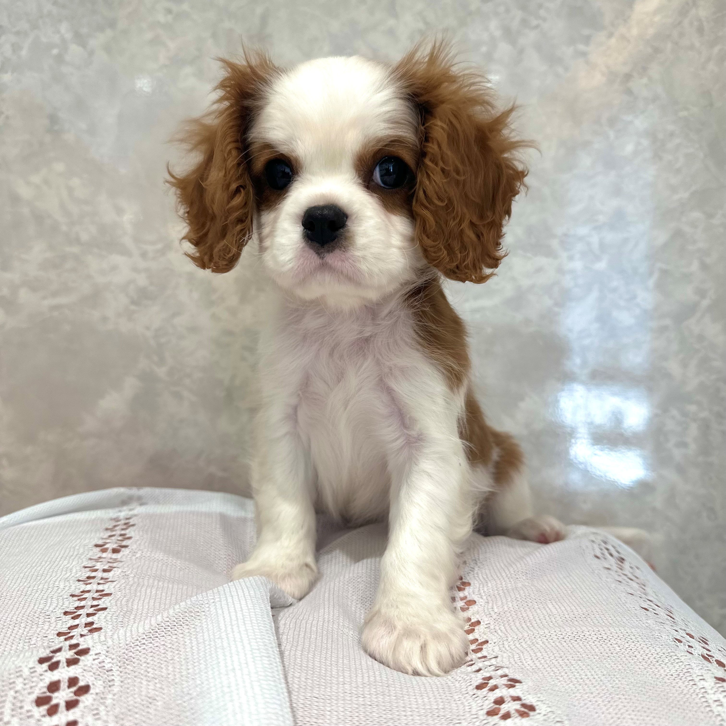 福岡県のキャバリアキングチャールズスパニエル (犬の家＆猫の里くりえいと宗像店/2025年11月30日生まれ/男の子/ブレンハイム)の子犬の3枚目の画像