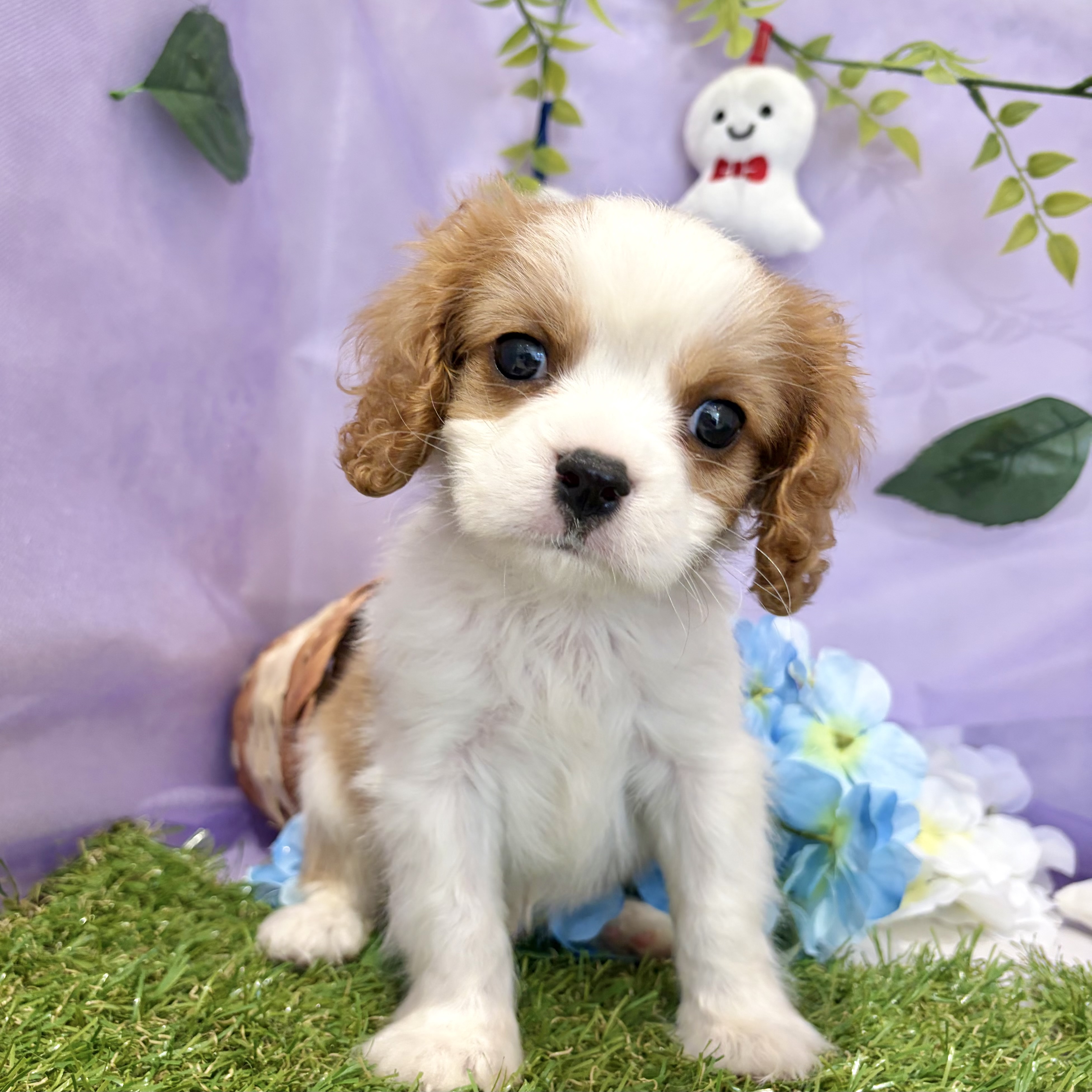 福岡県のキャバリアキングチャールズスパニエル (犬の家＆猫の里くりえいと宗像店/2026年5月5日生まれ/男の子/ブレンハイム)の子犬の3枚目の画像