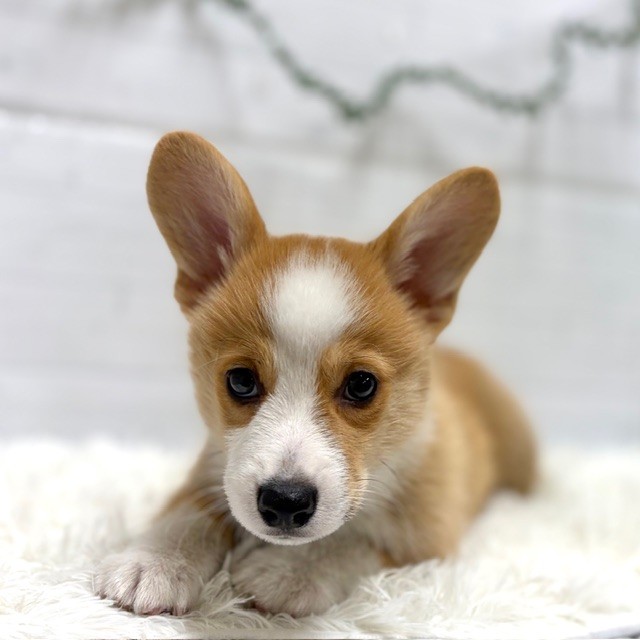 愛知県のウェルシュコーギーペンブローク (犬の家＆猫の里豊田店/2026年1月3日生まれ/男の子/レッドホワイト)の子犬の3枚目の画像