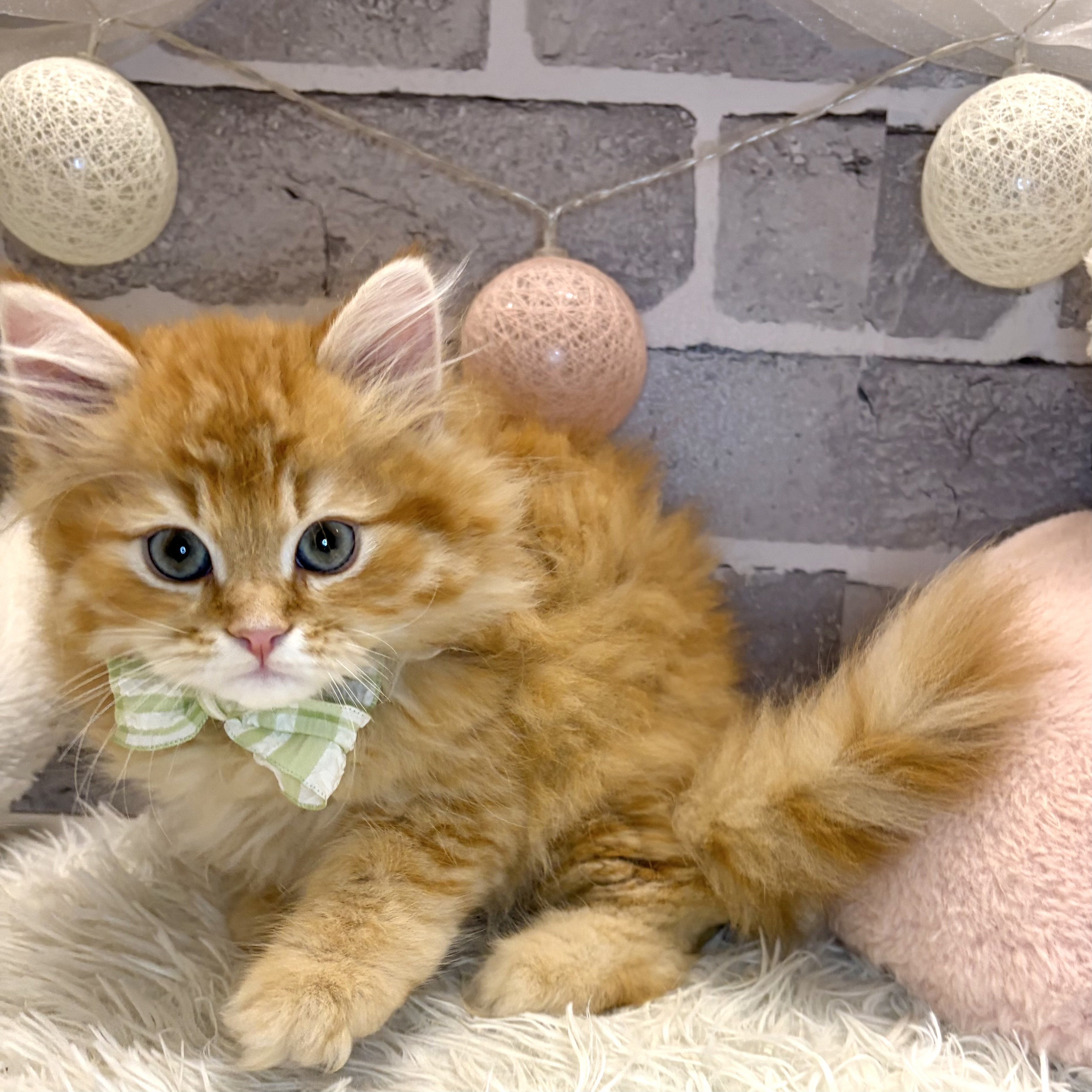 兵庫県のサイベリアン (犬の家＆猫の里神戸店/2026年7月8日生まれ/男の子/レッドタビー)の子猫の3枚目の画像
