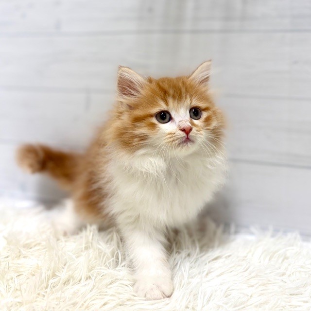 愛知県のサイベリアン (犬の家＆猫の里豊田店/2025年12月29日生まれ/女の子/レッドタビーホワイト)の子猫の3枚目の画像