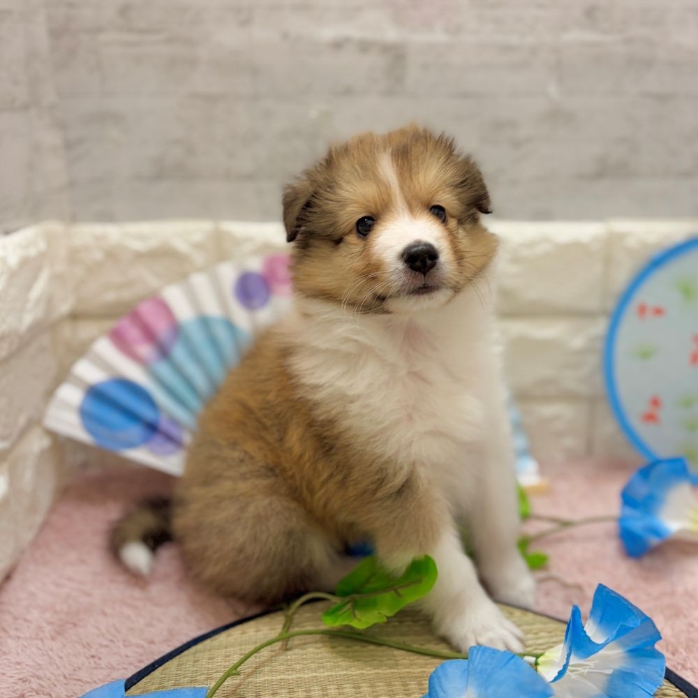 静岡県のシェットランドシープドッグ (犬の家＆猫の里プレ葉ウォーク浜北店/2026年5月25日生まれ/女の子/セーブルホワイト)の子犬の3枚目の画像