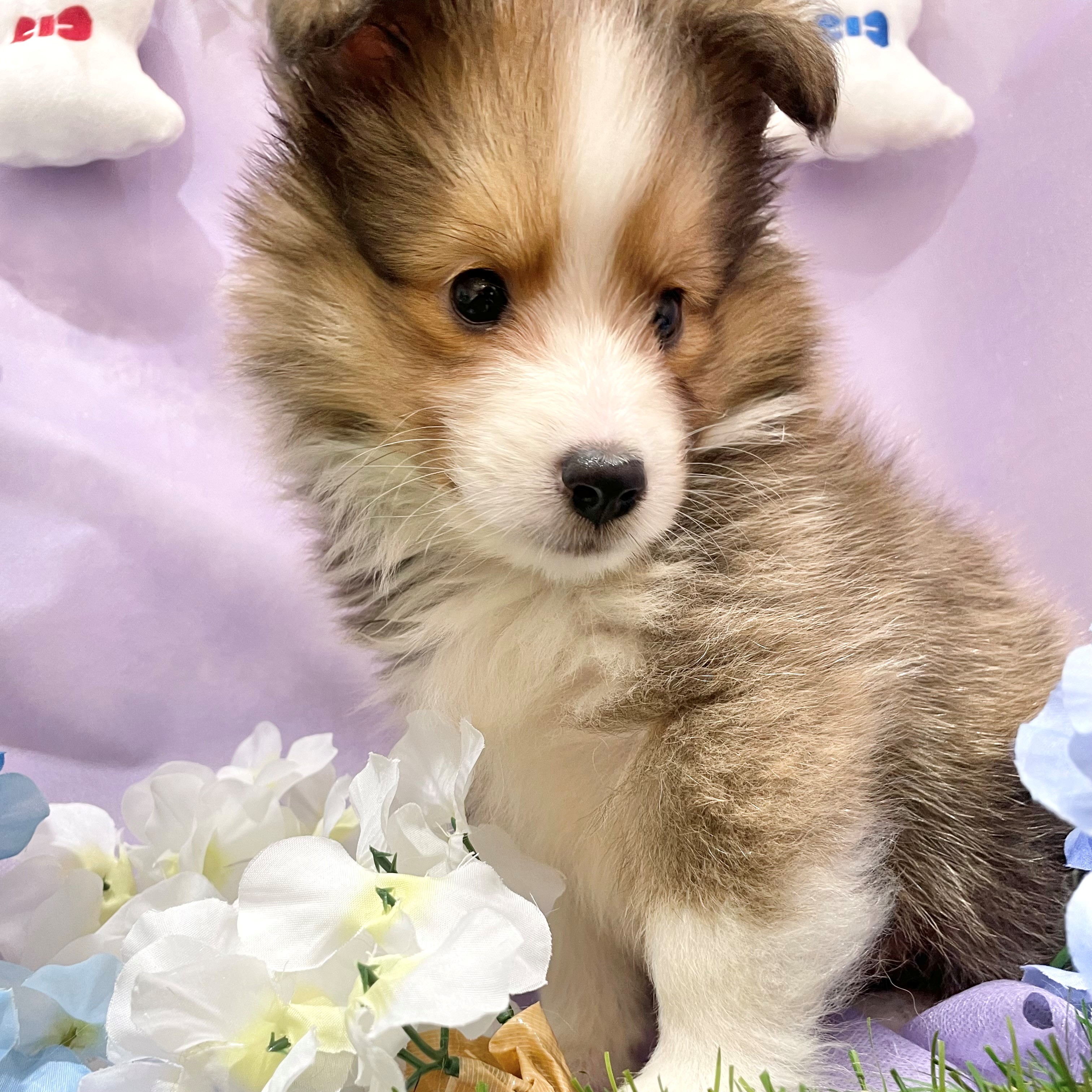 福岡県のシェットランドシープドッグ (犬の家＆猫の里くりえいと宗像店/2026年4月25日生まれ/女の子/セーブルホワイト)の子犬の3枚目の画像