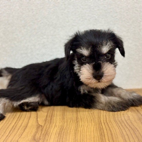 福岡県のミニチュアシュナウザー (犬の家＆猫の里トリアス久山店/2025年8月12日生まれ/男の子/ブラックシルバー)の子犬の3枚目の画像