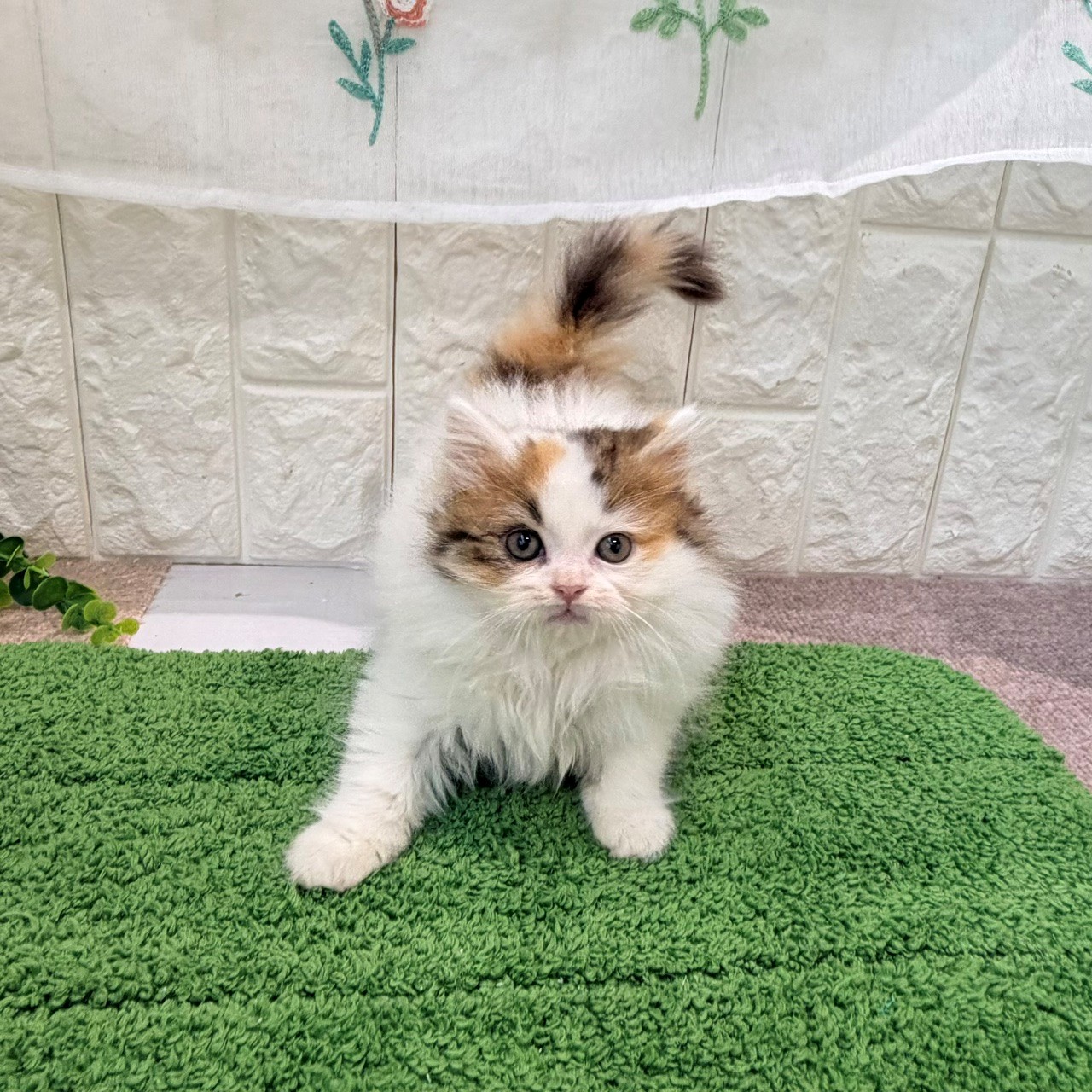 岡山県のスコティッシュストレート (犬の家＆猫の里倉敷店/2026年8月23日生まれ/女の子/バンキャリコ)の子猫の3枚目の画像
