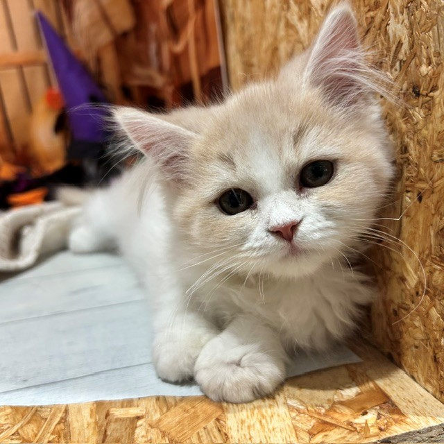 福岡県のスコティッシュストレート (犬の家＆猫の里トリアス久山店/2026年8月17日生まれ/女の子/クリームホワイト)の子猫の3枚目の画像