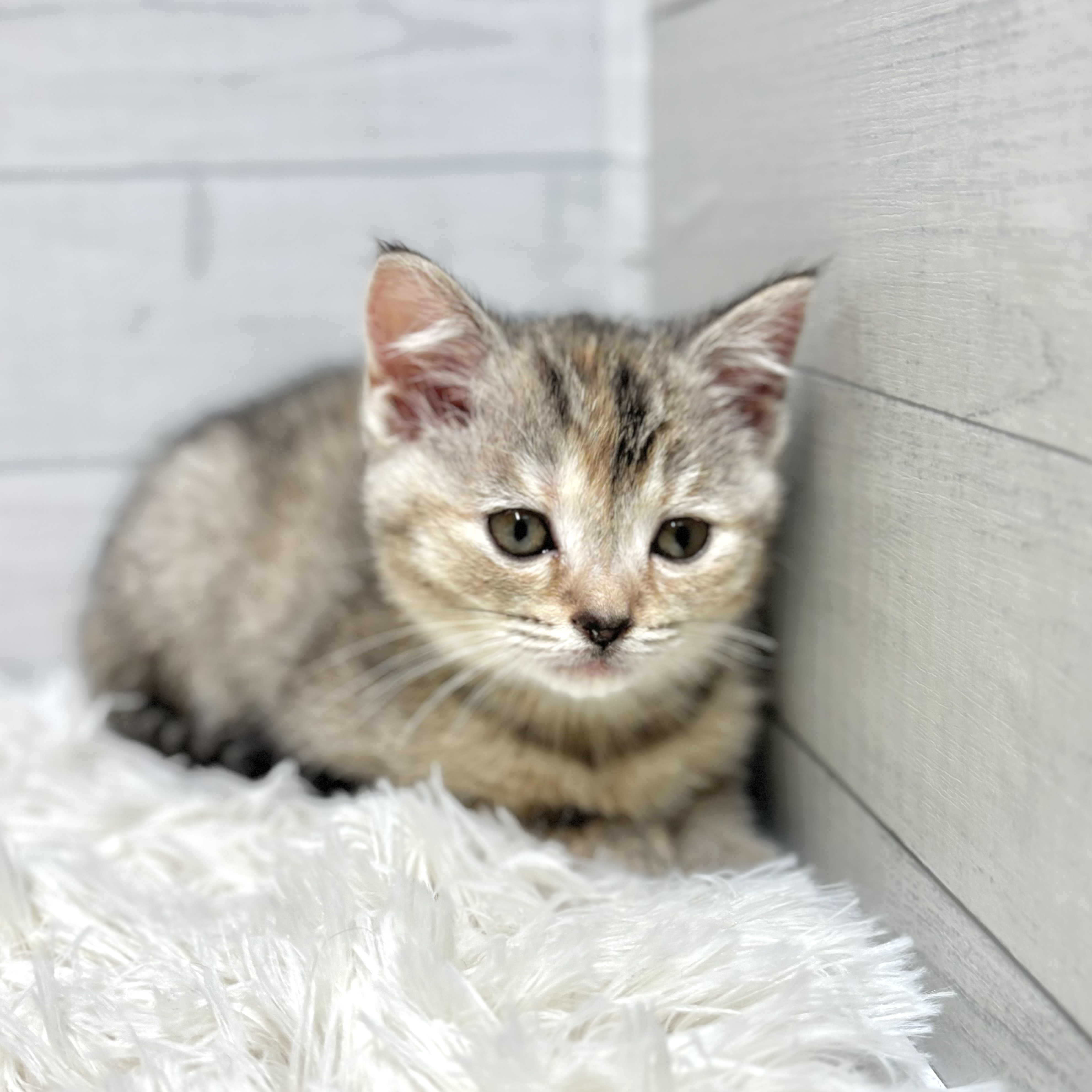 愛知県のスコティッシュフォールド (犬の家＆猫の里豊田店/2025年12月7日生まれ/女の子/ブラウンパッチドタビー)の子猫の3枚目の画像