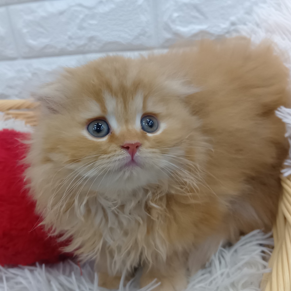 愛知県のスコティッシュフォールド (犬の家＆猫の里MEGAドン・キホーテ東海名和店/2026年1月22日生まれ/女の子/レッドタビー)の子猫の3枚目の画像