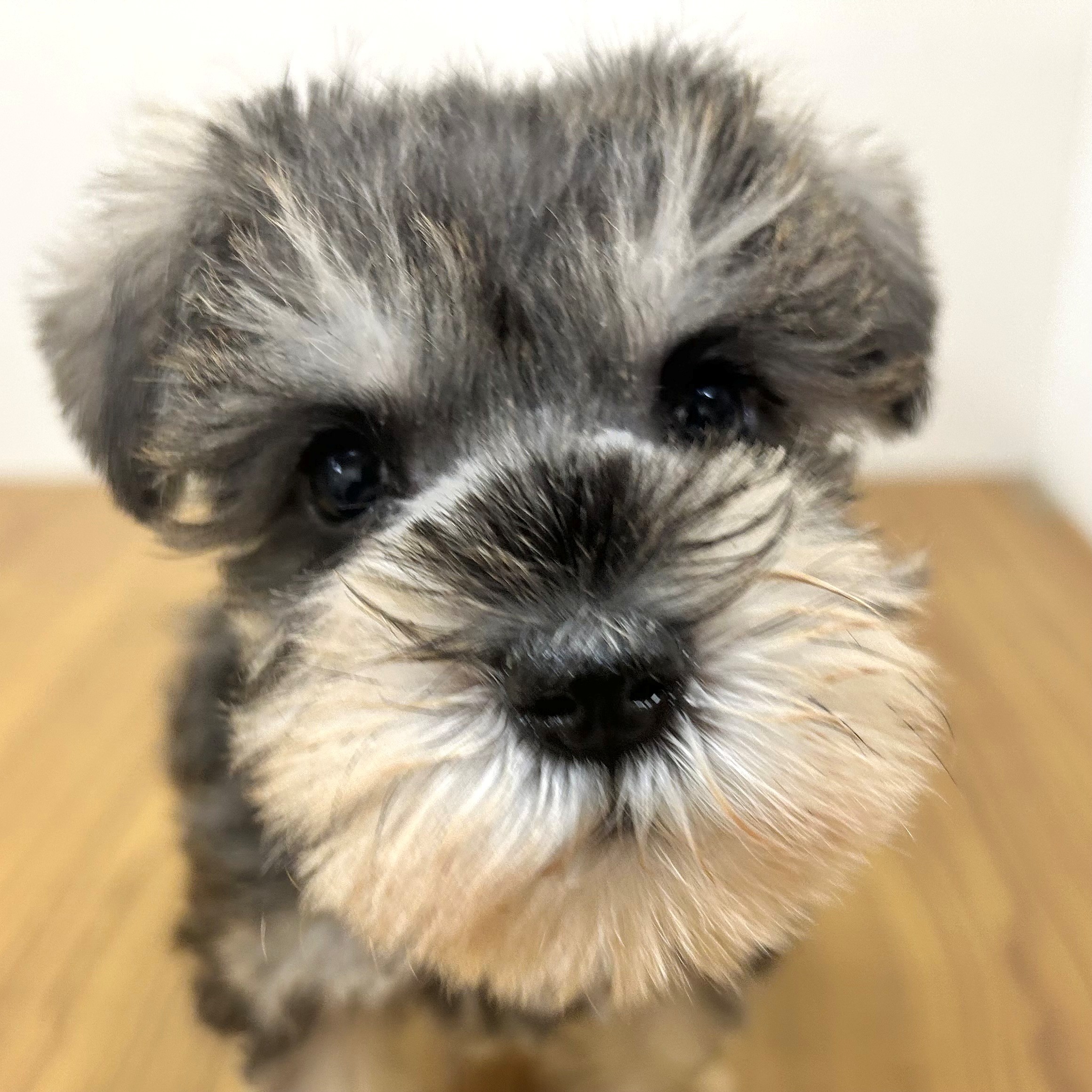 福岡県のミニチュアシュナウザー (犬の家＆猫の里トリアス久山店/2025年9月13日生まれ/男の子/ソルトペッパー)の子犬の1枚目の画像