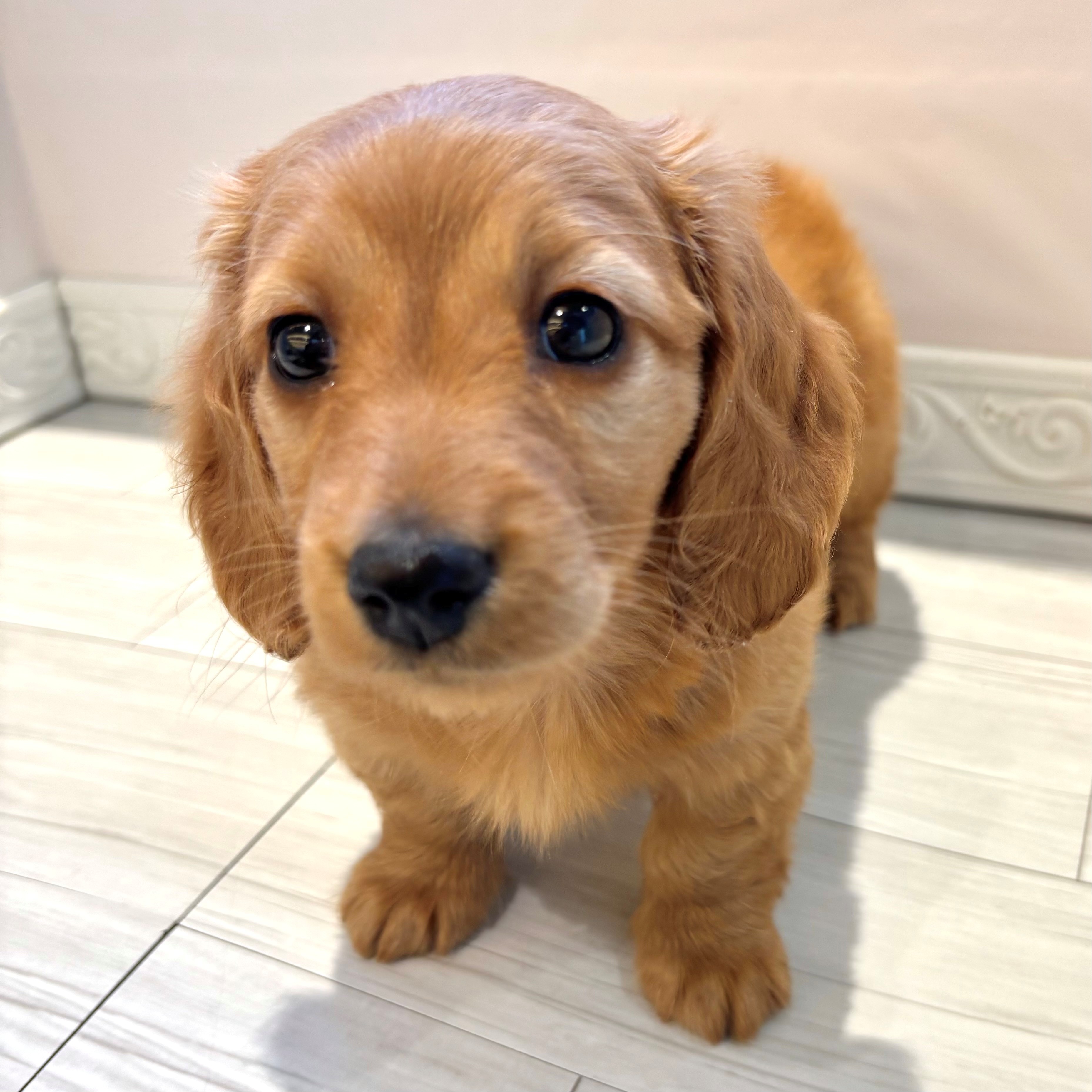 愛知県のミニチュアダックスフンド(ロング) (犬の家＆猫の里春日井本店/2026年1月18日生まれ/男の子/ゴールド)の子犬の1枚目の画像