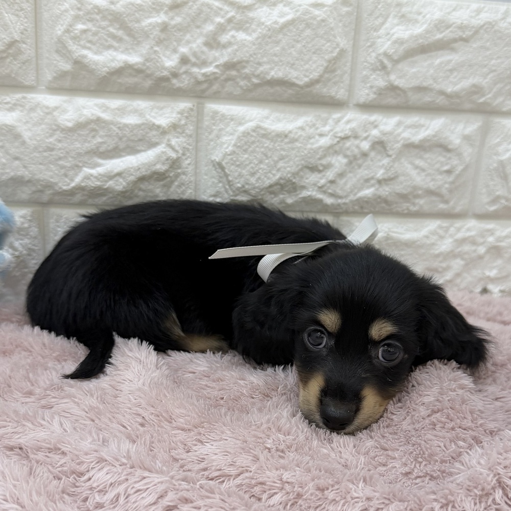 静岡県のミニチュアダックスフンド(ロング) (犬の家＆猫の里アミーゴ浜松和田店/2026年7月27日生まれ/男の子/ブラックタン)の子犬の3枚目の画像