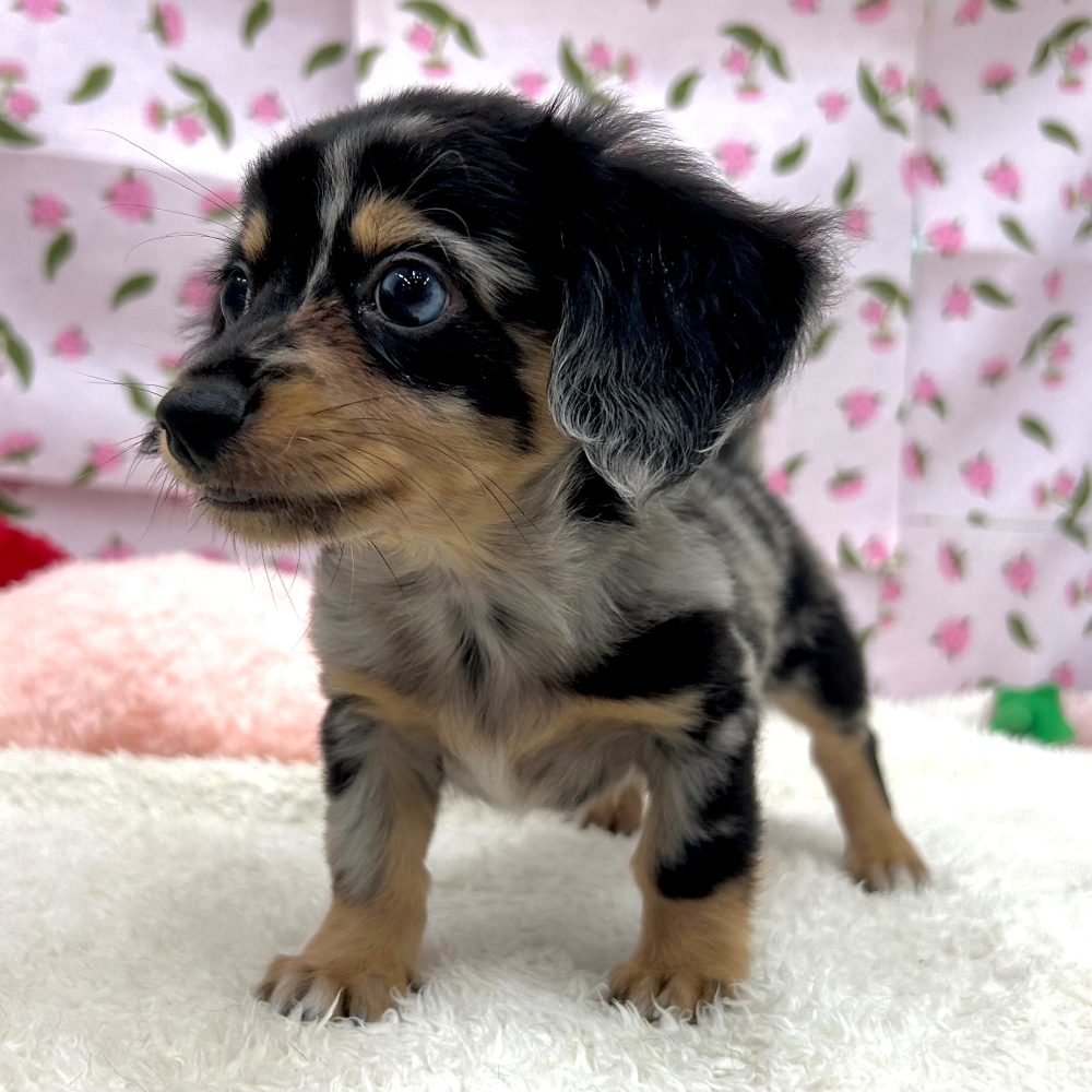 愛知県のチワックス(チワワ×ダックス) (犬の家＆猫の里エアポートウォーク店/2026年5月25日生まれ/男の子/シルバーダップル)の子犬の3枚目の画像