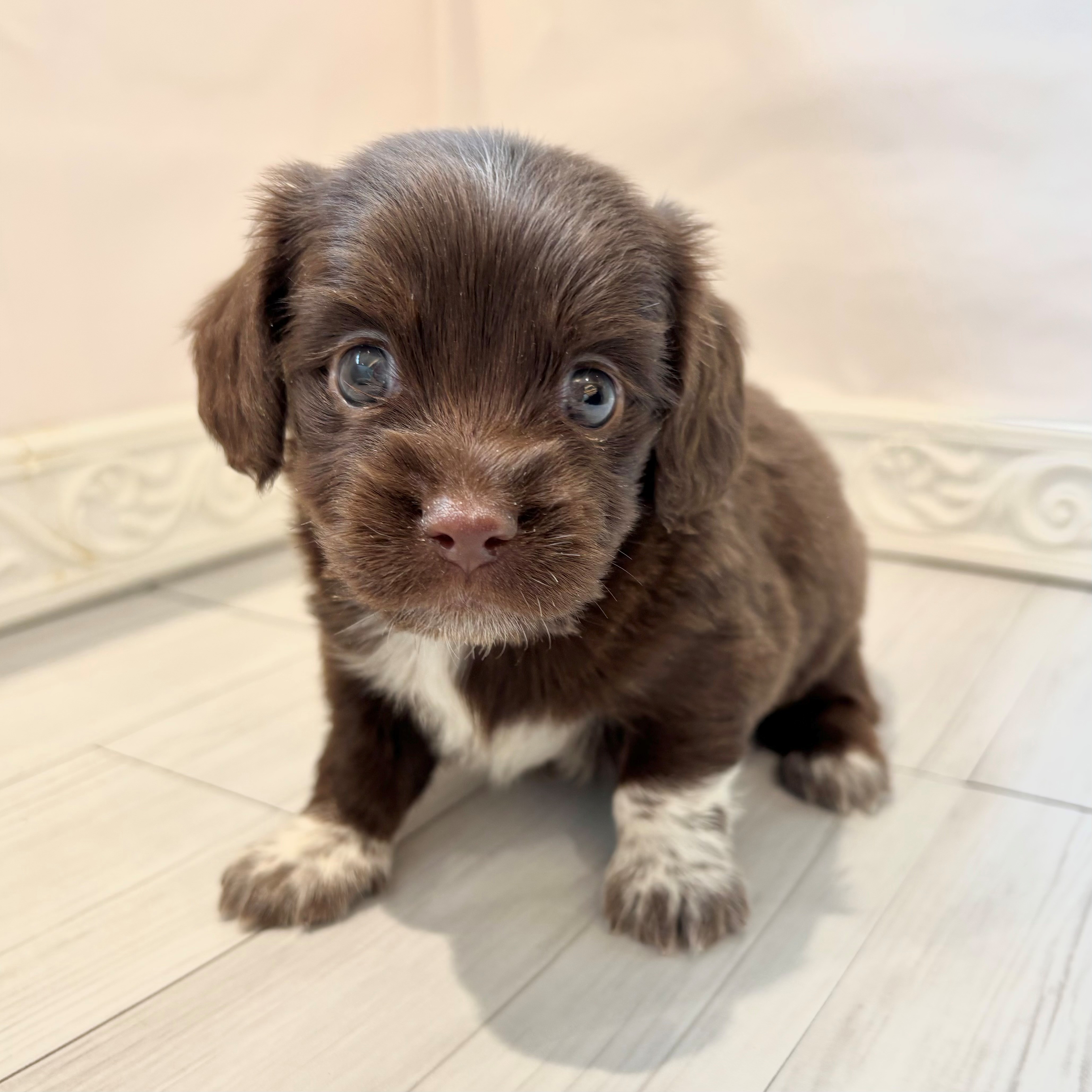 愛知県のチワックス(チワワ×ダックス) (犬の家＆猫の里春日井本店/2026年2月10日生まれ/女の子/チョコレートホワイト)の子犬の3枚目の画像
