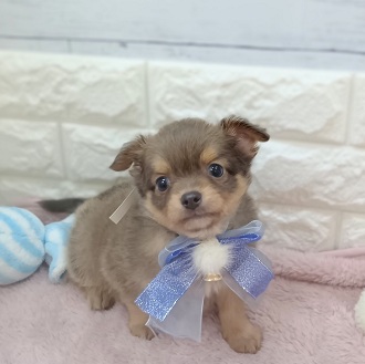 静岡県のチワワ(ロング) (犬の家＆猫の里アミーゴ浜松和田店/2026年3月3日生まれ/男の子/イザベラタン)の子犬の3枚目の画像