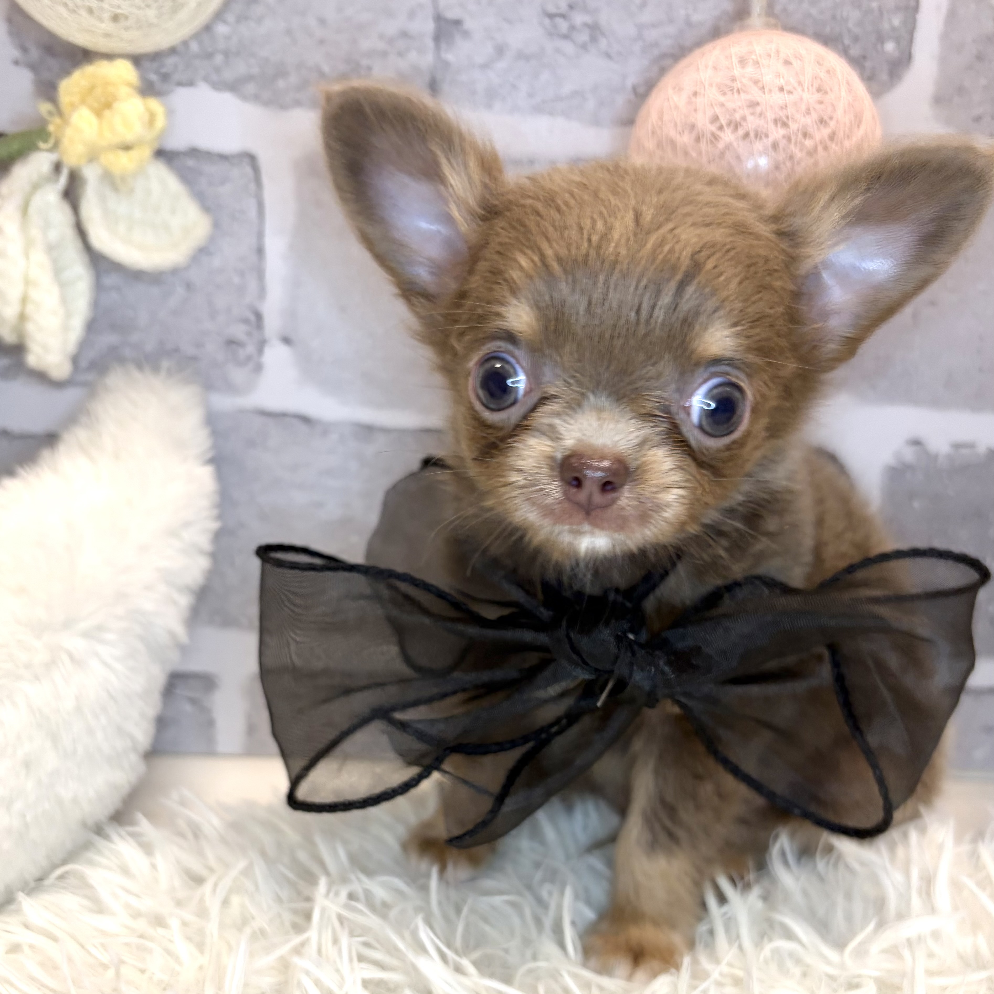 兵庫県のチワワ(ロング) (犬の家＆猫の里神戸店/2026年7月11日生まれ/男の子/イザベラタンホワイト)の子犬の3枚目の画像