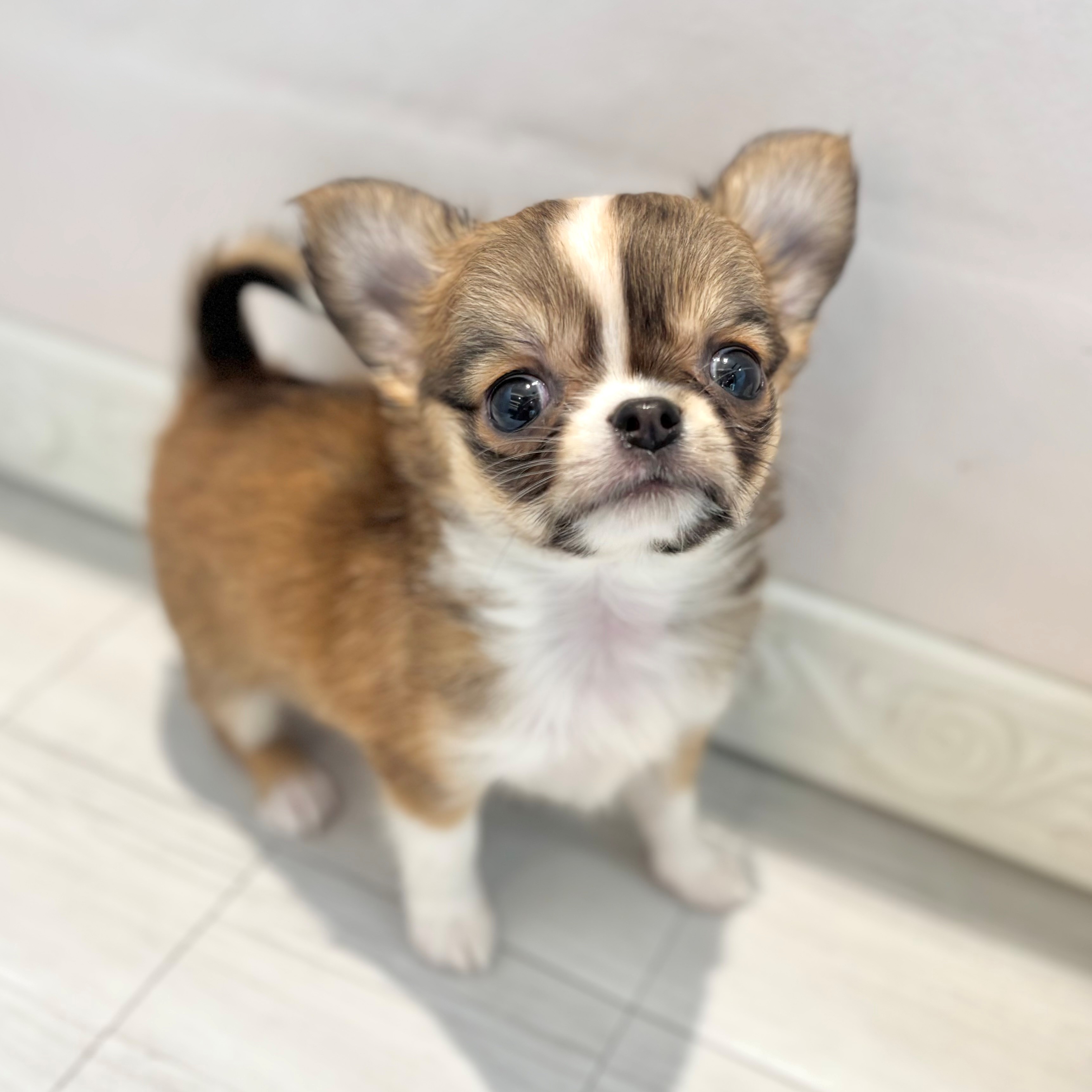 愛知県のチワワ(ロング) (犬の家＆猫の里春日井本店/2026年2月10日生まれ/女の子/レッドホワイト)の子犬の1枚目の画像