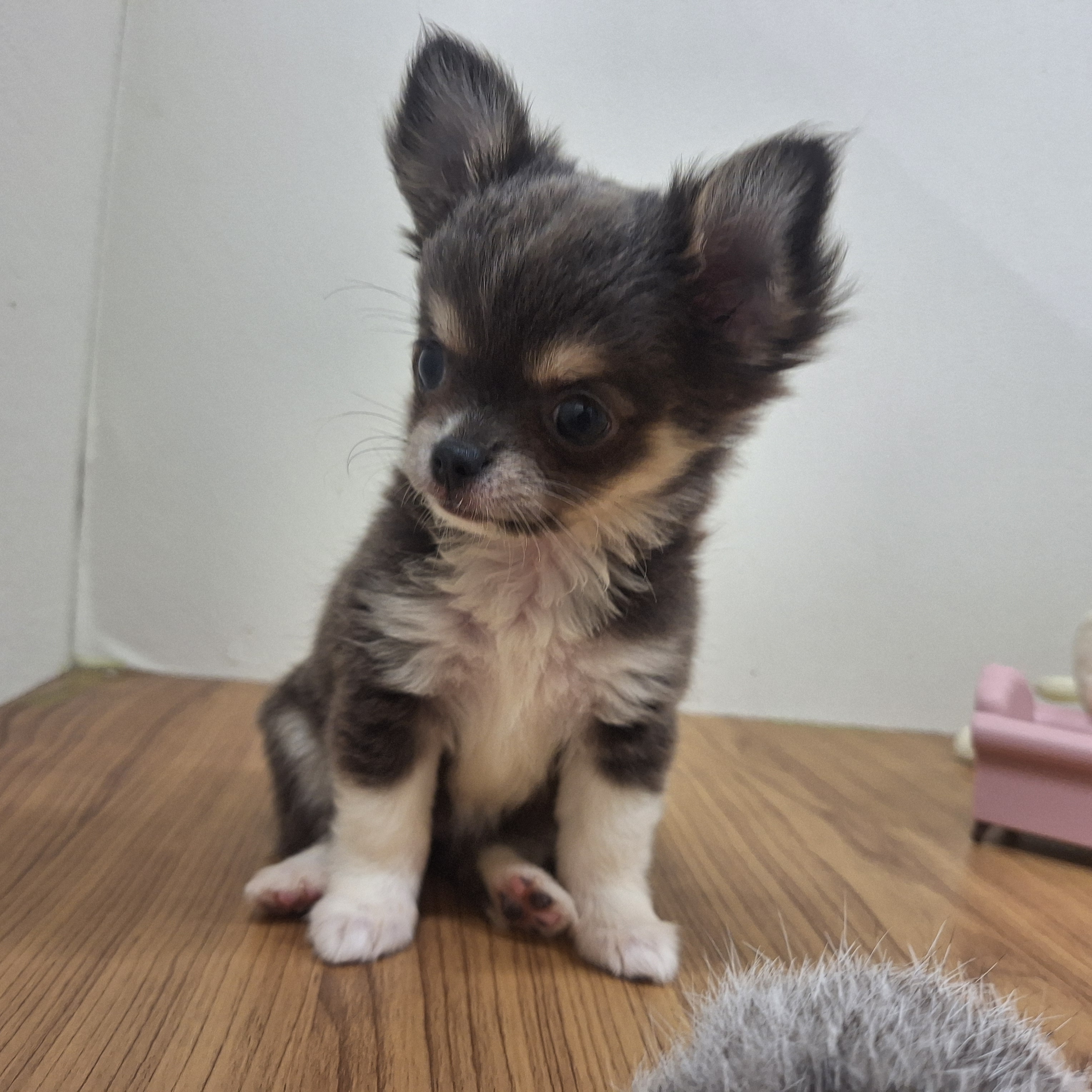 福岡県のチワワ(ロング) (犬の家＆猫の里トリアス久山店/2025年7月13日生まれ/女の子/ブルータンホワイト)の子犬の3枚目の画像