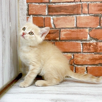 神奈川県のブリティッシュショートヘアー (犬の家＆猫の里小田原店/2025年12月1日生まれ/男の子/クリームタビー)の子猫の3枚目の画像