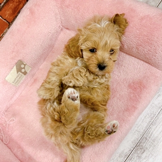 神奈川県のマルプー(マルチーズ×プードル) (犬の家＆猫の里小田原店/2025年12月1日生まれ/男の子/クリーム)の子犬の3枚目の画像