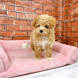 神奈川県のビションプー(ビションフリーゼ×プードル) (犬の家＆猫の里小田原店/2025年12月1日生まれ/男の子/アプリコット)の子犬の3枚目の画像