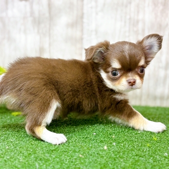 神奈川県のチワワ(ロング) (犬の家＆猫の里小田原店/2025年12月16日生まれ/女の子/チョコレートタンホワイト)の子犬の3枚目の画像