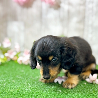 神奈川県のミニチュアダックスフンド(ロング) (犬の家＆猫の里小田原店/2025年12月14日生まれ/女の子/ブラックタン)の子犬の3枚目の画像