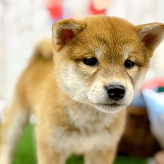 神奈川県の柴犬(標準サイズ) (犬の家＆猫の里小田原店/2025年12月15日生まれ/女の子/赤)の子犬の3枚目の画像
