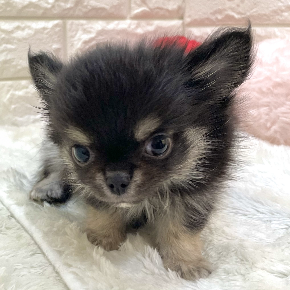 愛知県のチワワ(ロング) (犬の家＆猫の里アミーゴ神の倉店/2026年8月12日生まれ/男の子/ブラッククリーム)の子犬の3枚目の画像