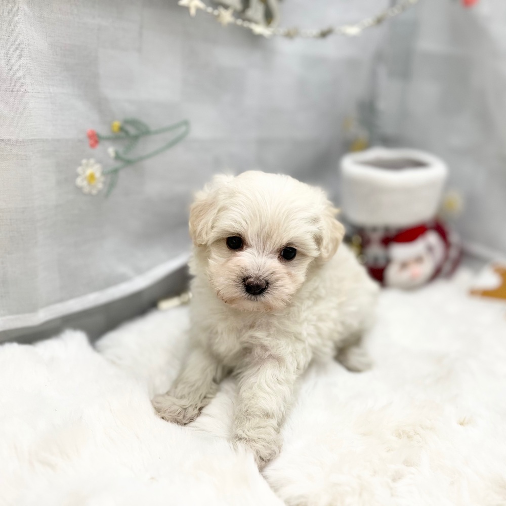 静岡県のマルプー(マルチーズ×プードル) (犬の家＆猫の里MEGAドン・キホーテ袋井店/2025年10月19日生まれ/男の子/ホワイト)の子犬の3枚目の画像