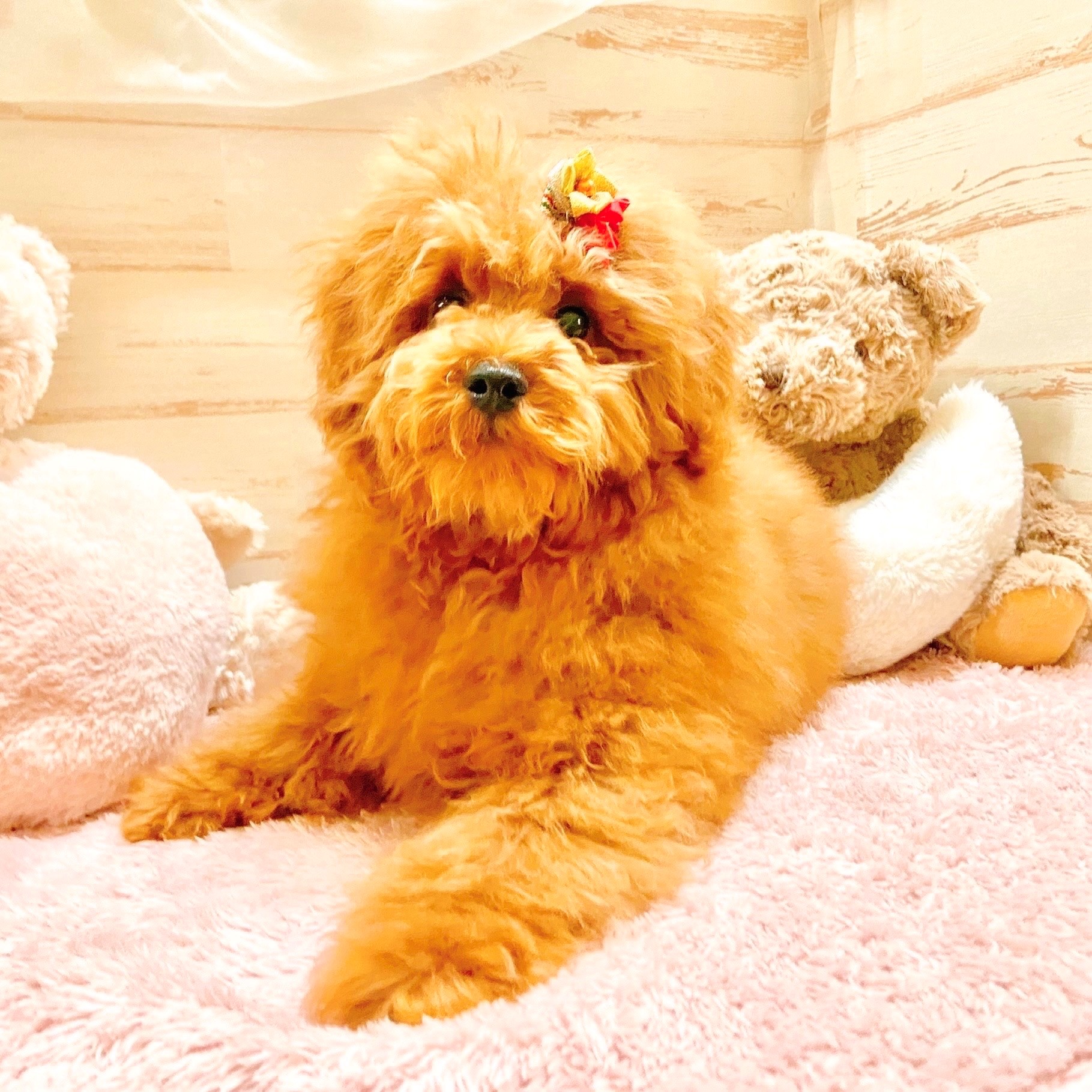 兵庫県のトイプードル(トイ) (犬の家＆猫の里神戸店/2025年8月21日生まれ/男の子/レッド)の子犬の3枚目の画像