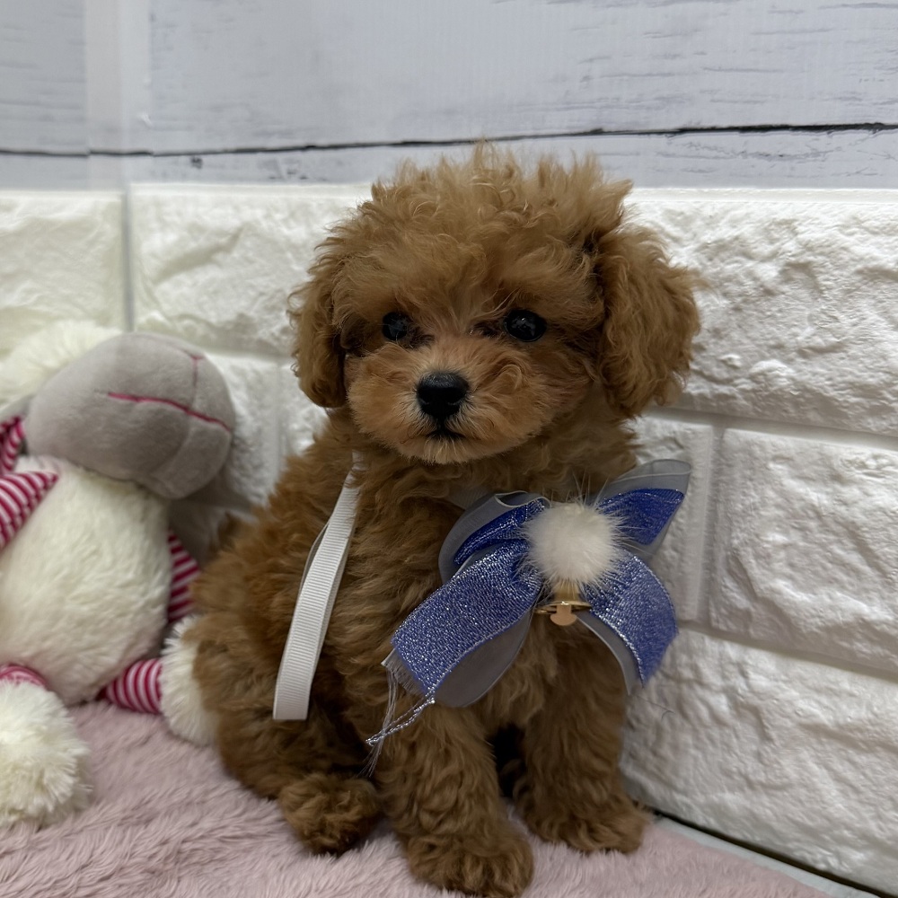 静岡県のトイプードル(トイ) (犬の家＆猫の里アミーゴ浜松和田店/2026年7月25日生まれ/男の子/レッドフォーン)の子犬の3枚目の画像