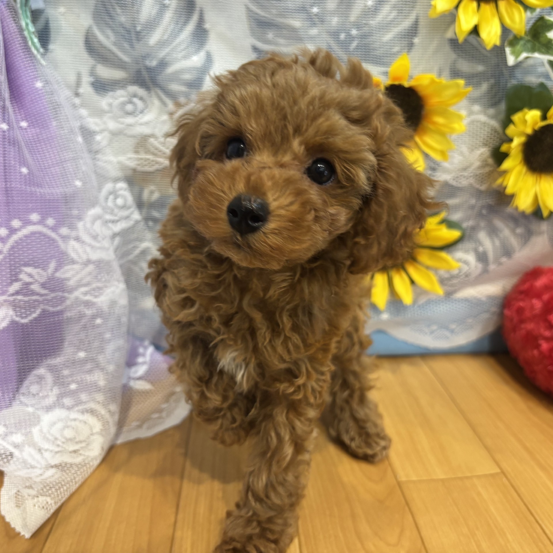 長野県のトイプードル(トイ) (犬の家＆猫の里カインズ梓川店/2026年5月16日生まれ/男の子/レッドフォーン)の子犬の3枚目の画像