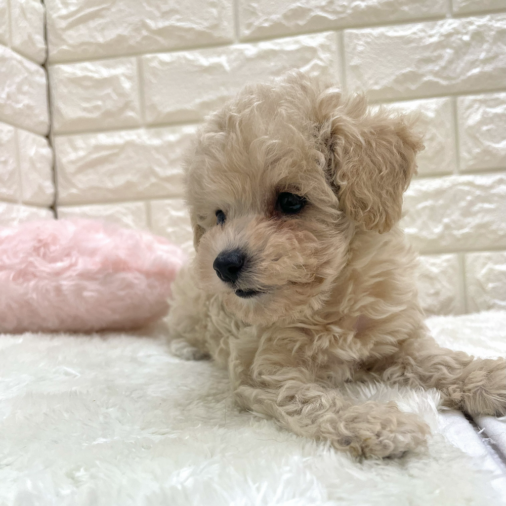 愛知県のトイプードル(トイ) (犬の家＆猫の里アミーゴ神の倉店/2026年8月18日生まれ/女の子/ペールフォーン)の子犬の3枚目の画像