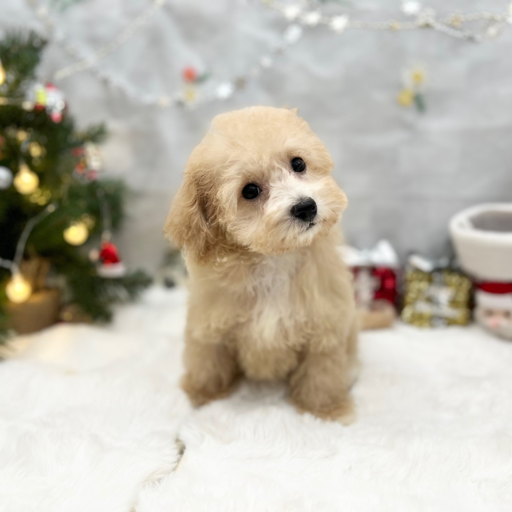 静岡県のビションプー(ビションフリーゼ×プードル) (犬の家＆猫の里MEGAドン・キホーテ袋井店/2025年8月15日生まれ/女の子/アプリコット)の子犬の3枚目の画像