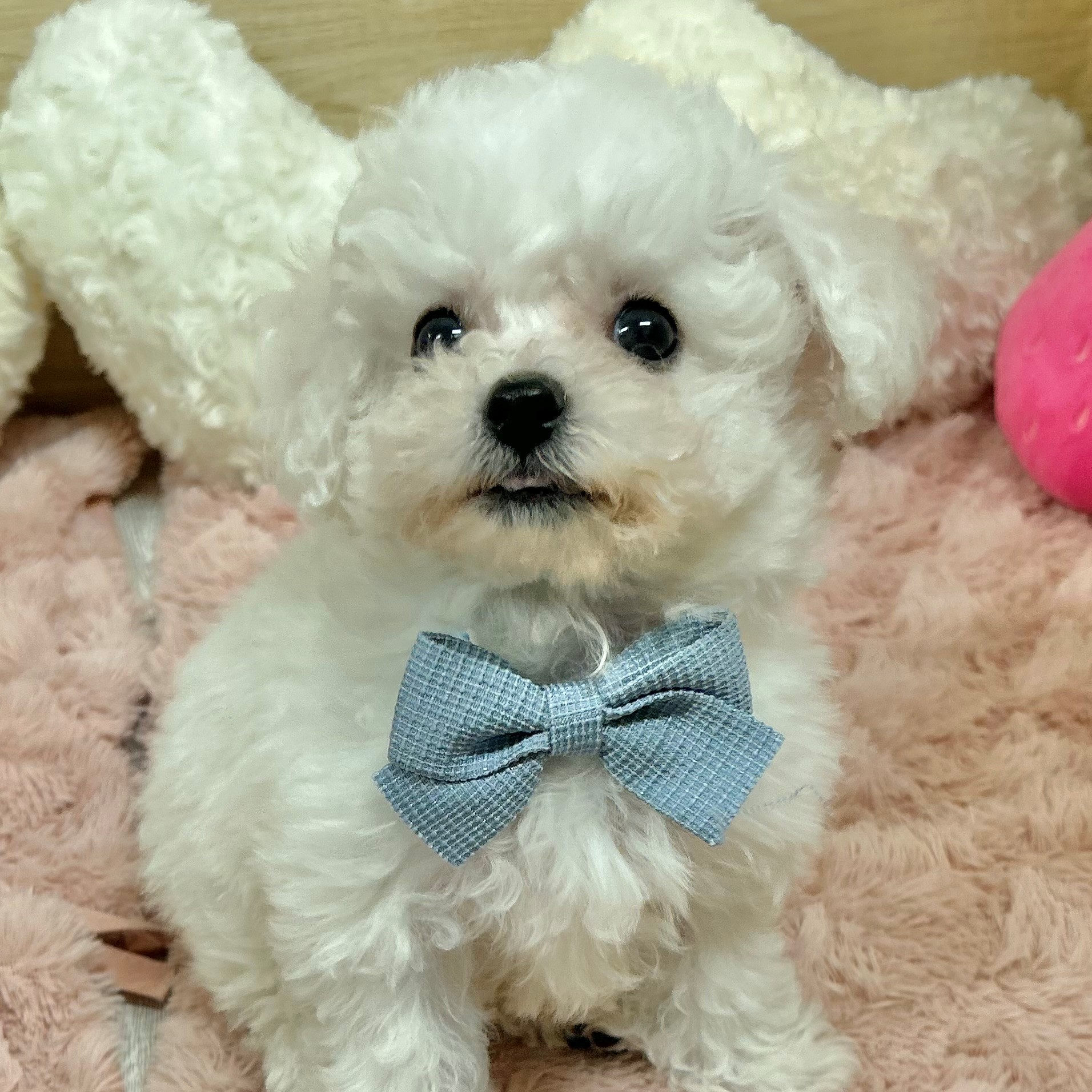 大阪府のビションフリーゼ (犬の家＆猫の里そよら東岸和田店/2026年1月11日生まれ/男の子/ホワイト)の子犬の3枚目の画像