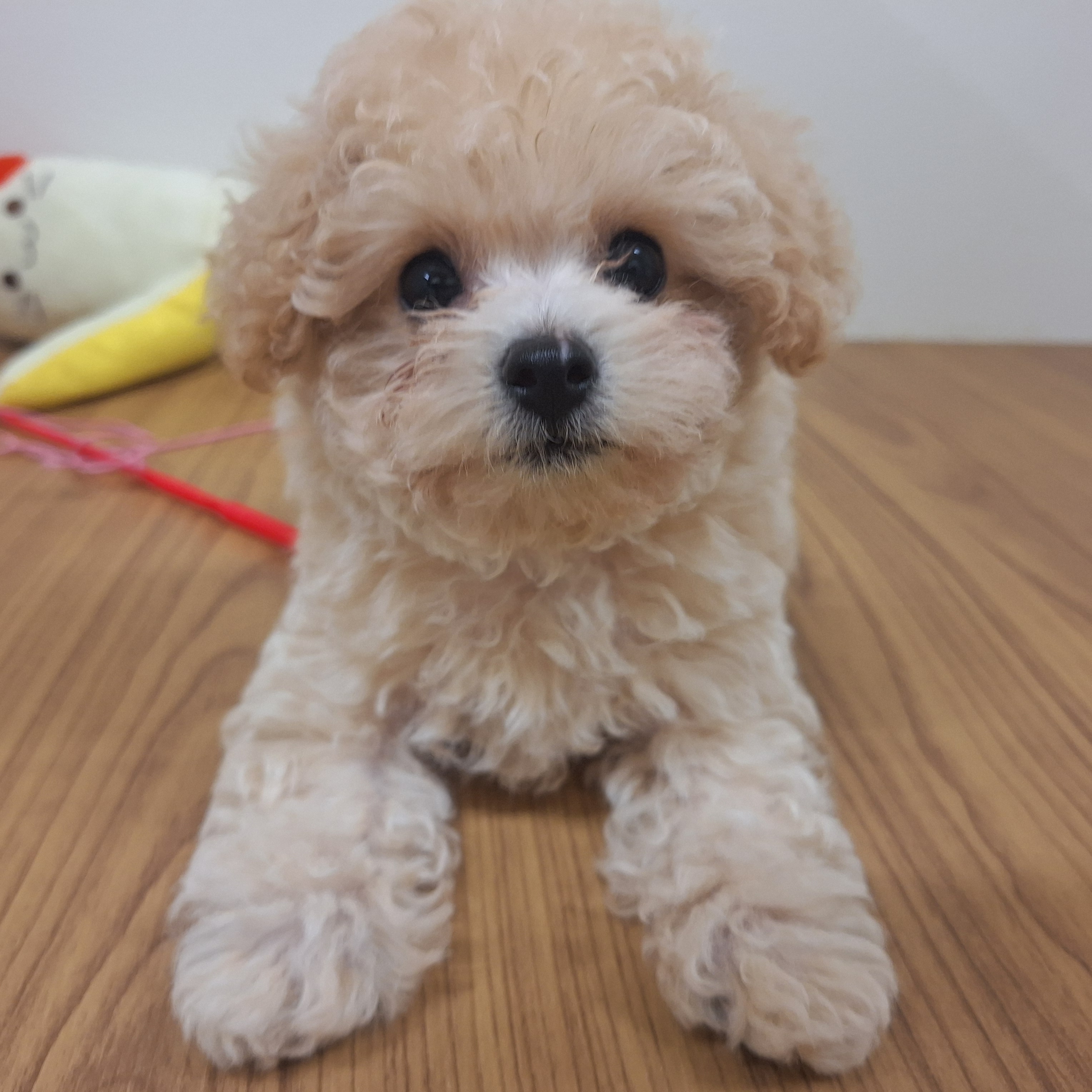 福岡県のビションプー(ビションフリーゼ×プードル) (犬の家＆猫の里トリアス久山店/2025年7月12日生まれ/男の子/クリーム)の子犬の3枚目の画像