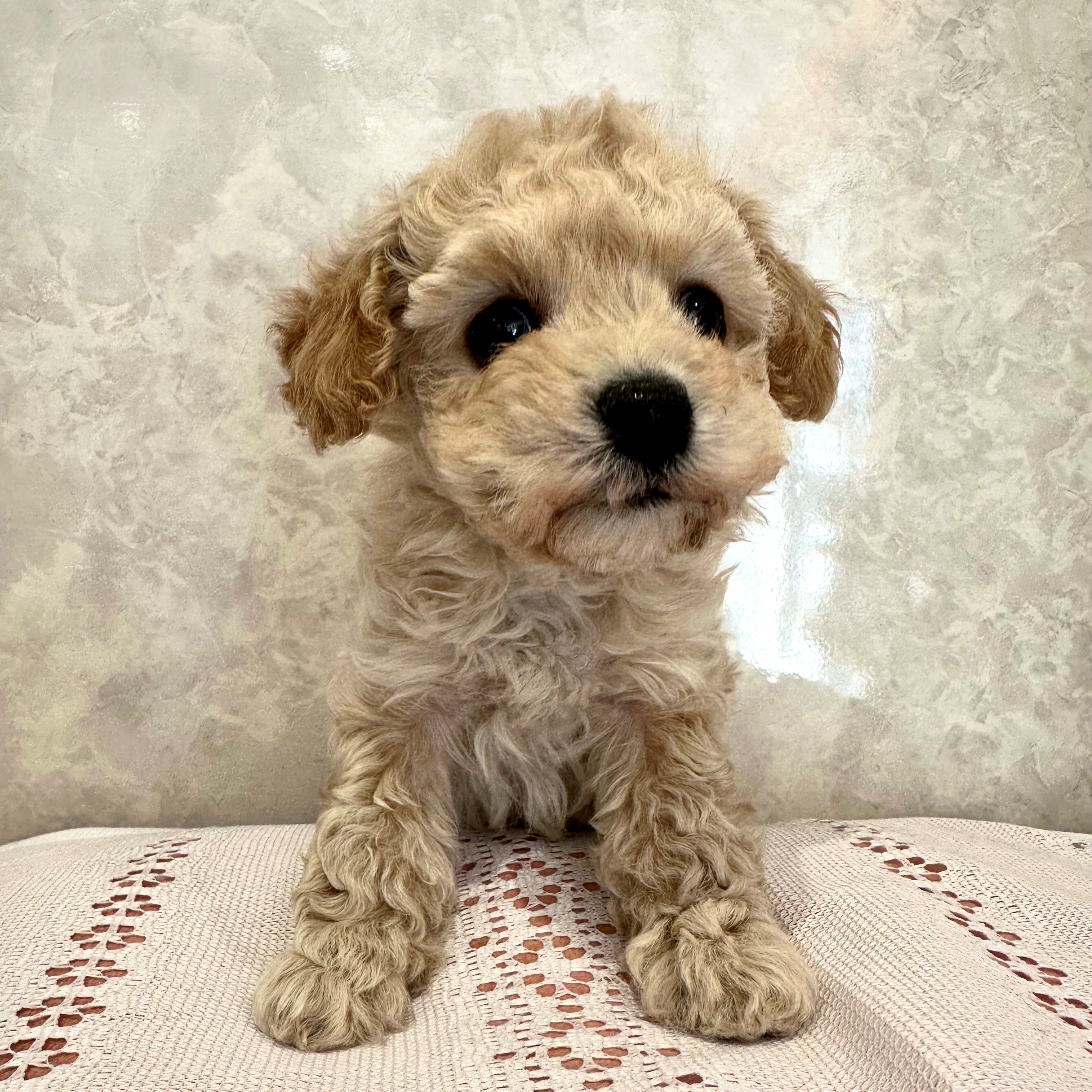 福岡県のビションプー(ビションフリーゼ×プードル) (犬の家＆猫の里くりえいと宗像店/2025年12月7日生まれ/女の子/アプリコット)の子犬の3枚目の画像