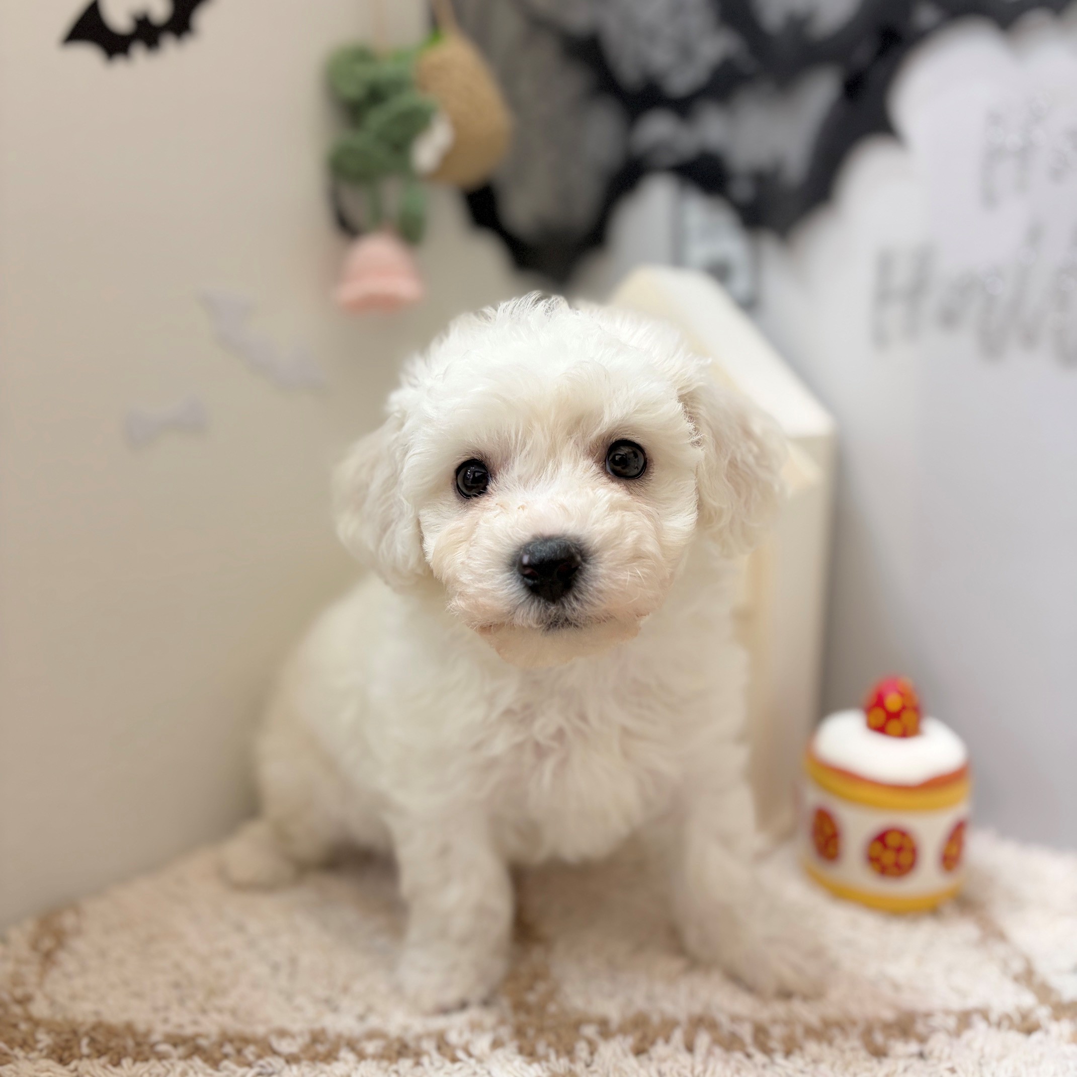 静岡県のビションフリーゼ (犬の家＆猫の里プレ葉ウォーク浜北店/2026年8月23日生まれ/男の子/ホワイト)の子犬の3枚目の画像