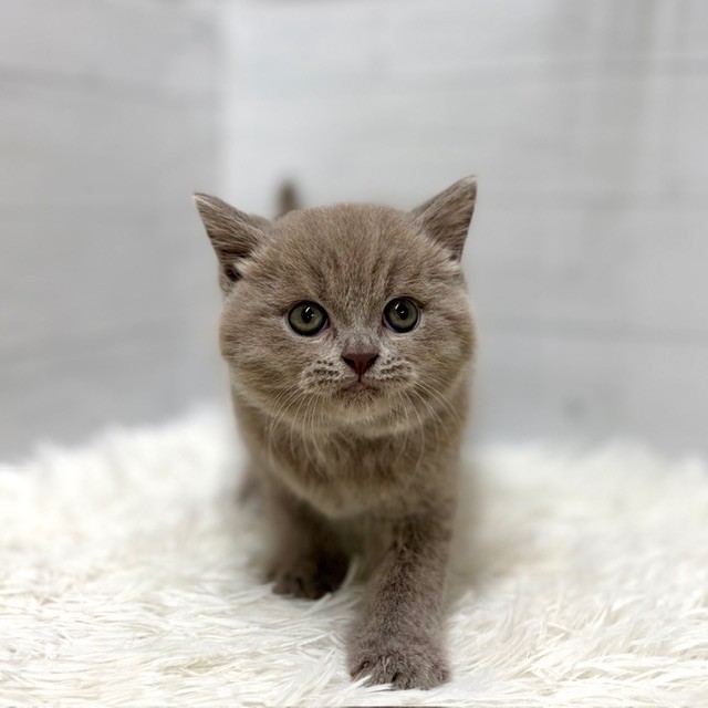 愛知県のブリティッシュショートヘアー (犬の家＆猫の里豊田店/2026年1月12日生まれ/男の子/ライラック)の子猫の3枚目の画像