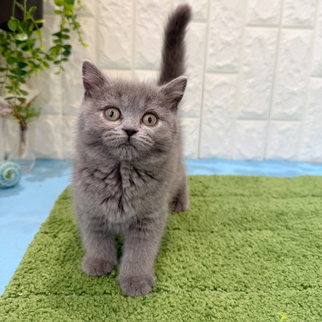岡山県のブリティッシュショートヘアー (犬の家＆猫の里倉敷店/2026年6月6日生まれ/女の子/ブルー)の子猫の3枚目の画像