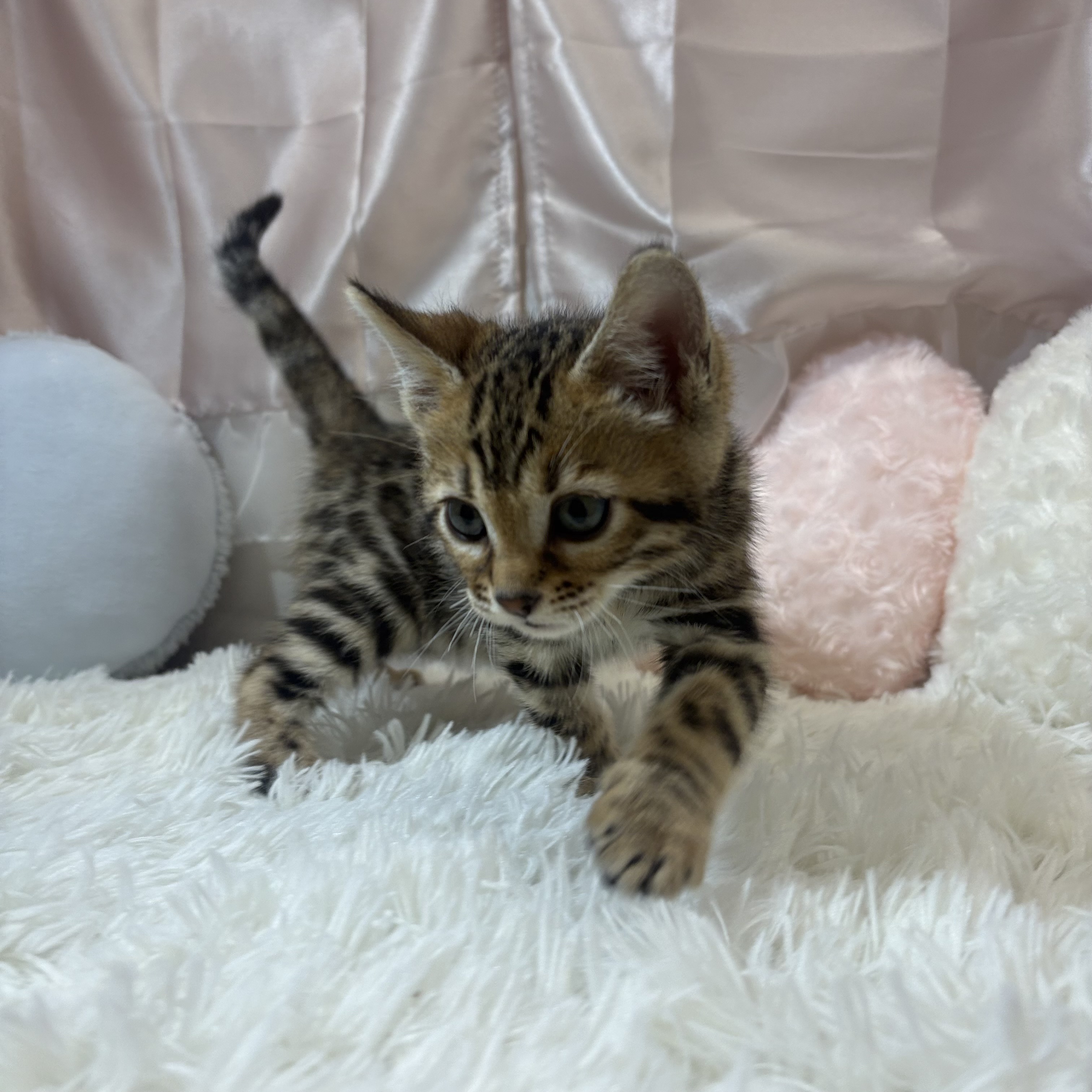 兵庫県のベンガル (犬の家＆猫の里カナート西神戸店/2026年2月8日生まれ/女の子/ブラウンスポットタビー)の子猫の3枚目の画像