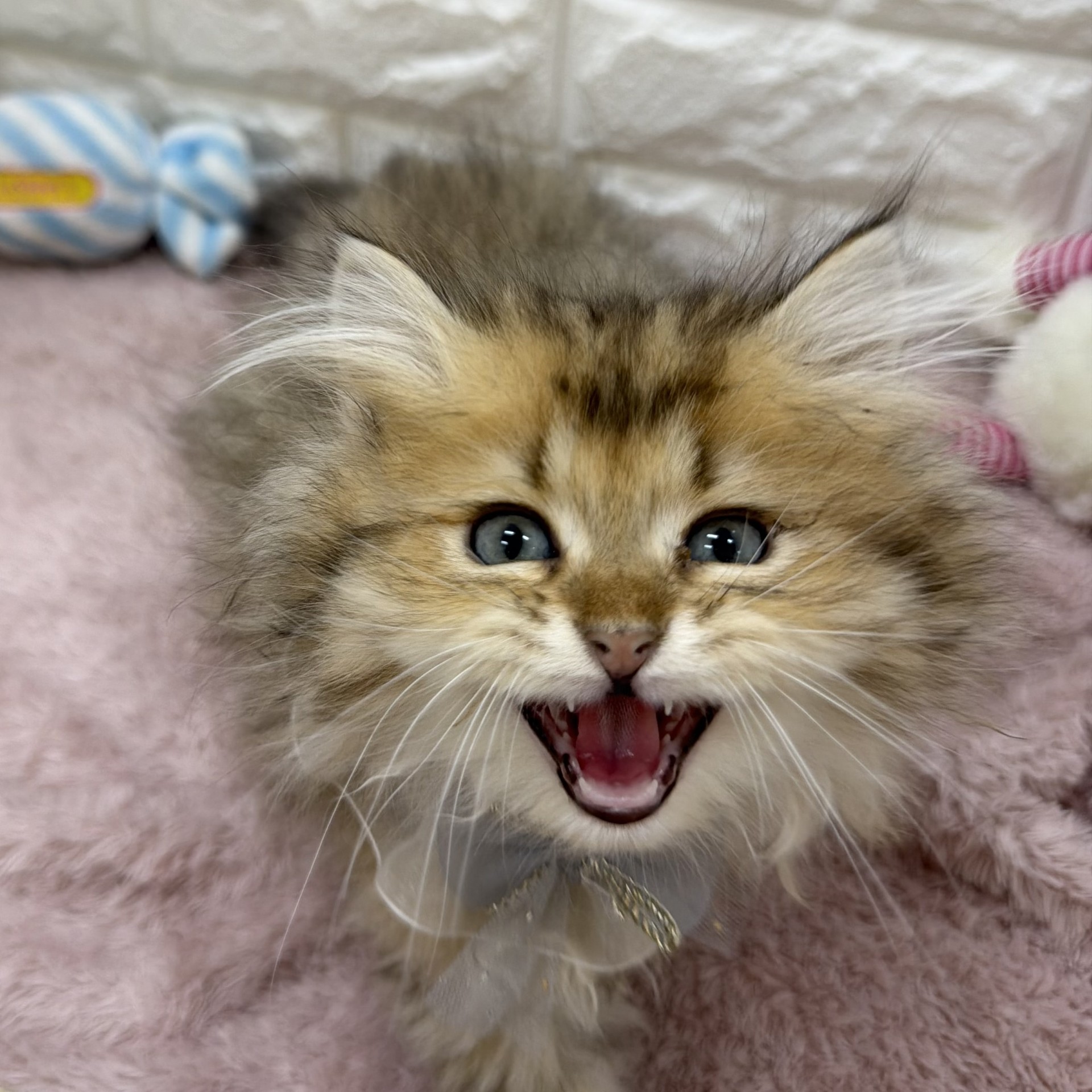 静岡県のペルシャ (犬の家＆猫の里アミーゴ浜松和田店/2026年7月23日生まれ/男の子/チンチラゴールデン)の子猫の3枚目の画像