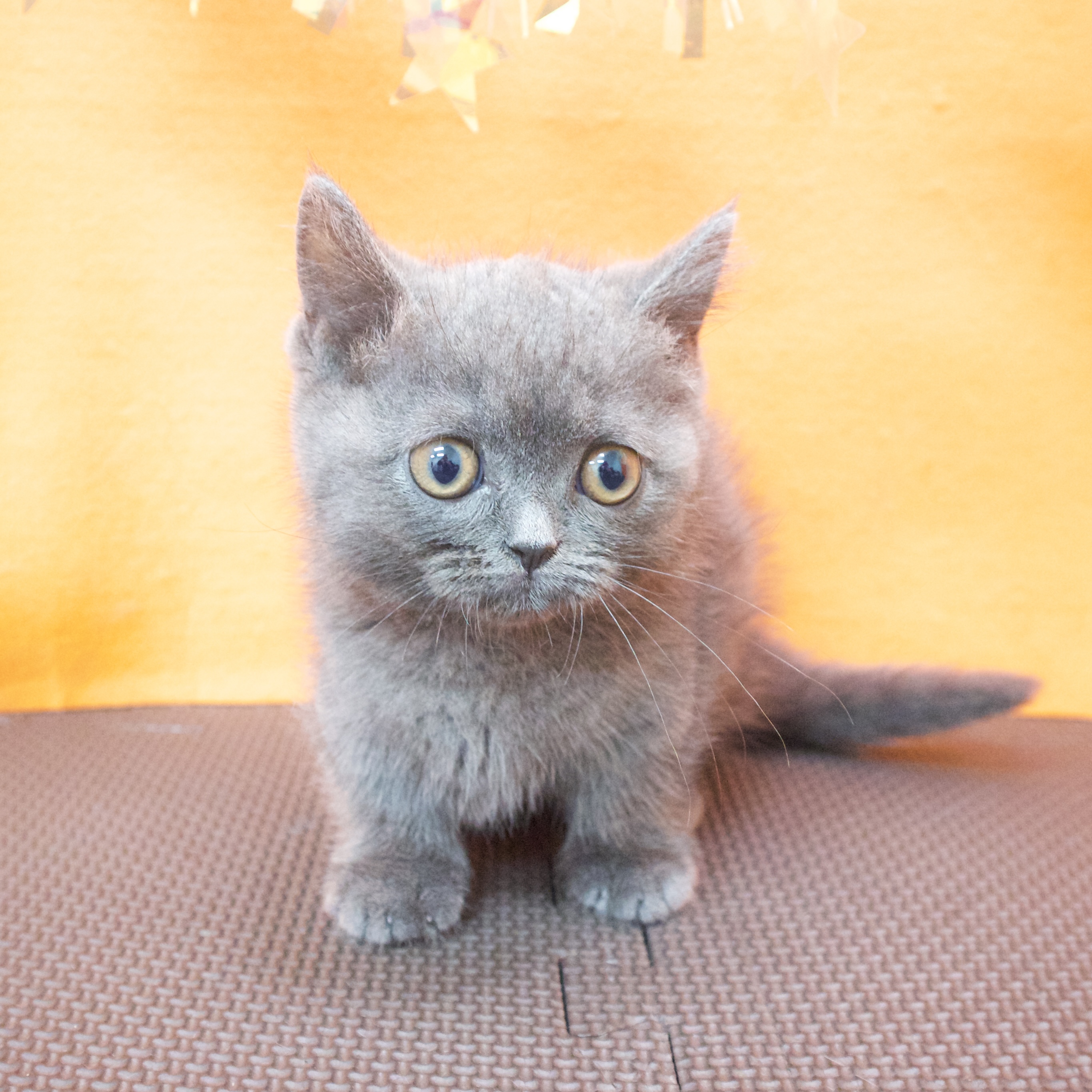 大阪府のミヌエット (犬の家＆猫の里吹田店/2026年4月14日生まれ/男の子/ブルー)の子猫の3枚目の画像