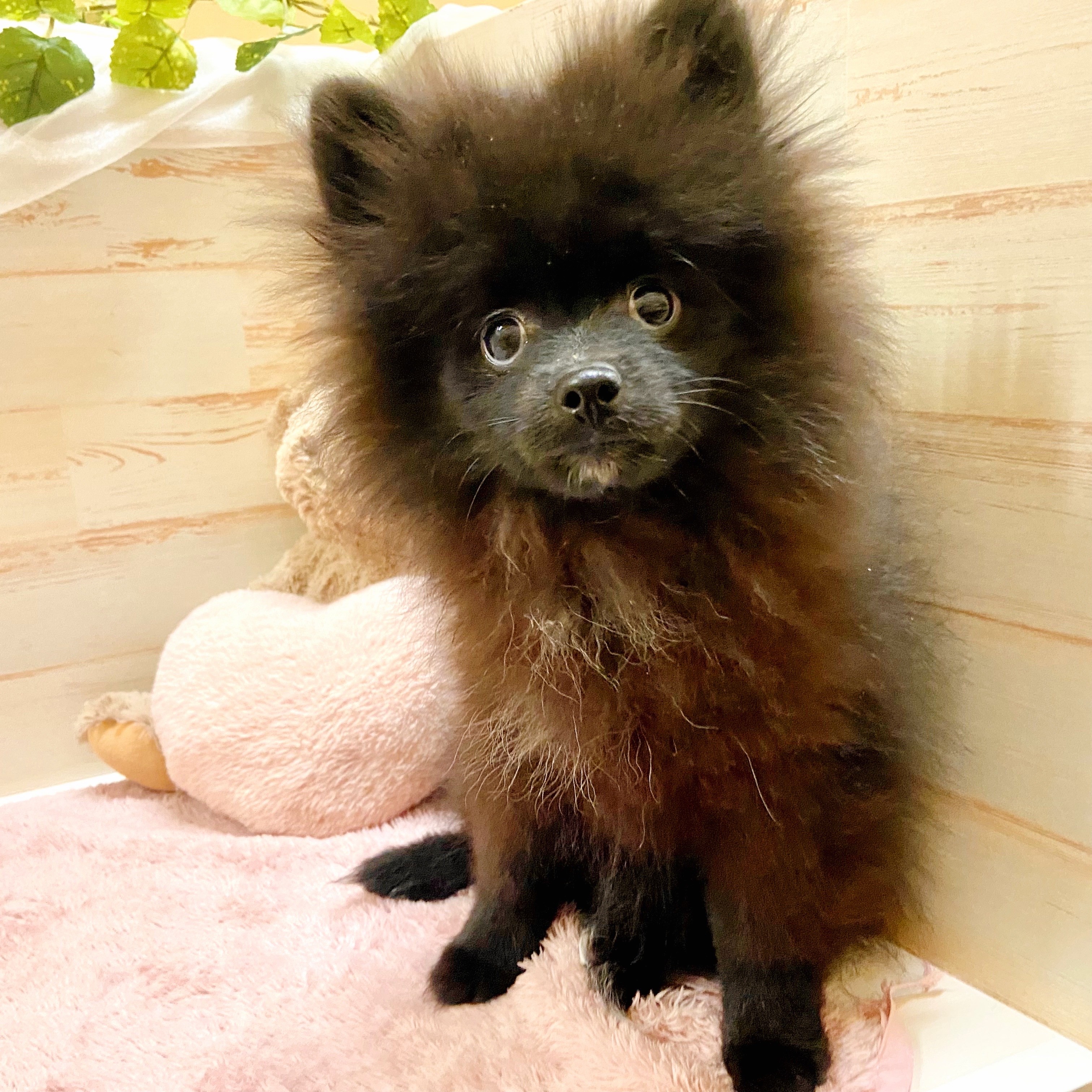 兵庫県のポメラニアン (犬の家＆猫の里神戸店/2025年8月1日生まれ/女の子/ブラック)の子犬の3枚目の画像