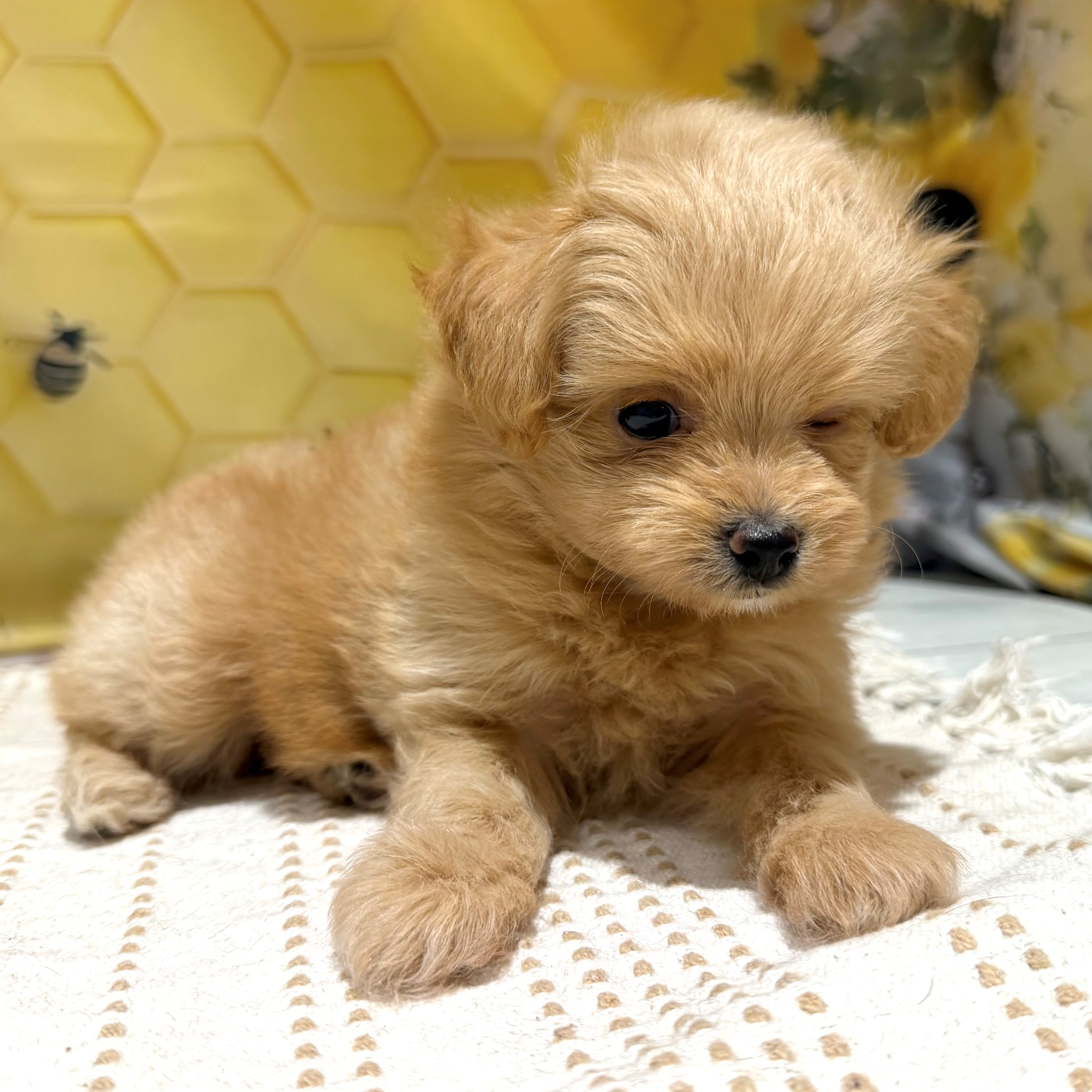 福岡県のポメプー(ポメラニアン×プードル) (犬の家＆猫の里トリアス久山店/2026年5月22日生まれ/女の子/クリーム)の子犬の3枚目の画像