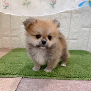 岡山県のペキポメ/ポメペキ(ペキニーズ×ポメラニアン) (犬の家＆猫の里倉敷店/2026年8月2日生まれ/男の子/オレンジ)の子犬の1枚目の画像