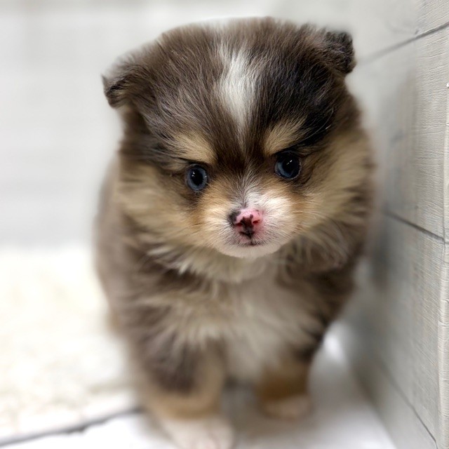 愛知県のポメチワ/チワポメ/ポメチー(ポメラニアン×チワワ) (犬の家＆猫の里豊田店/2026年1月13日生まれ/男の子/ブルーマール)の子犬の3枚目の画像